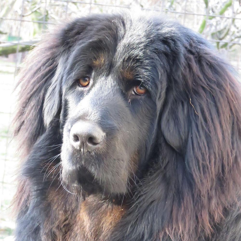 Do Khyi (Tibetan Mastiff)