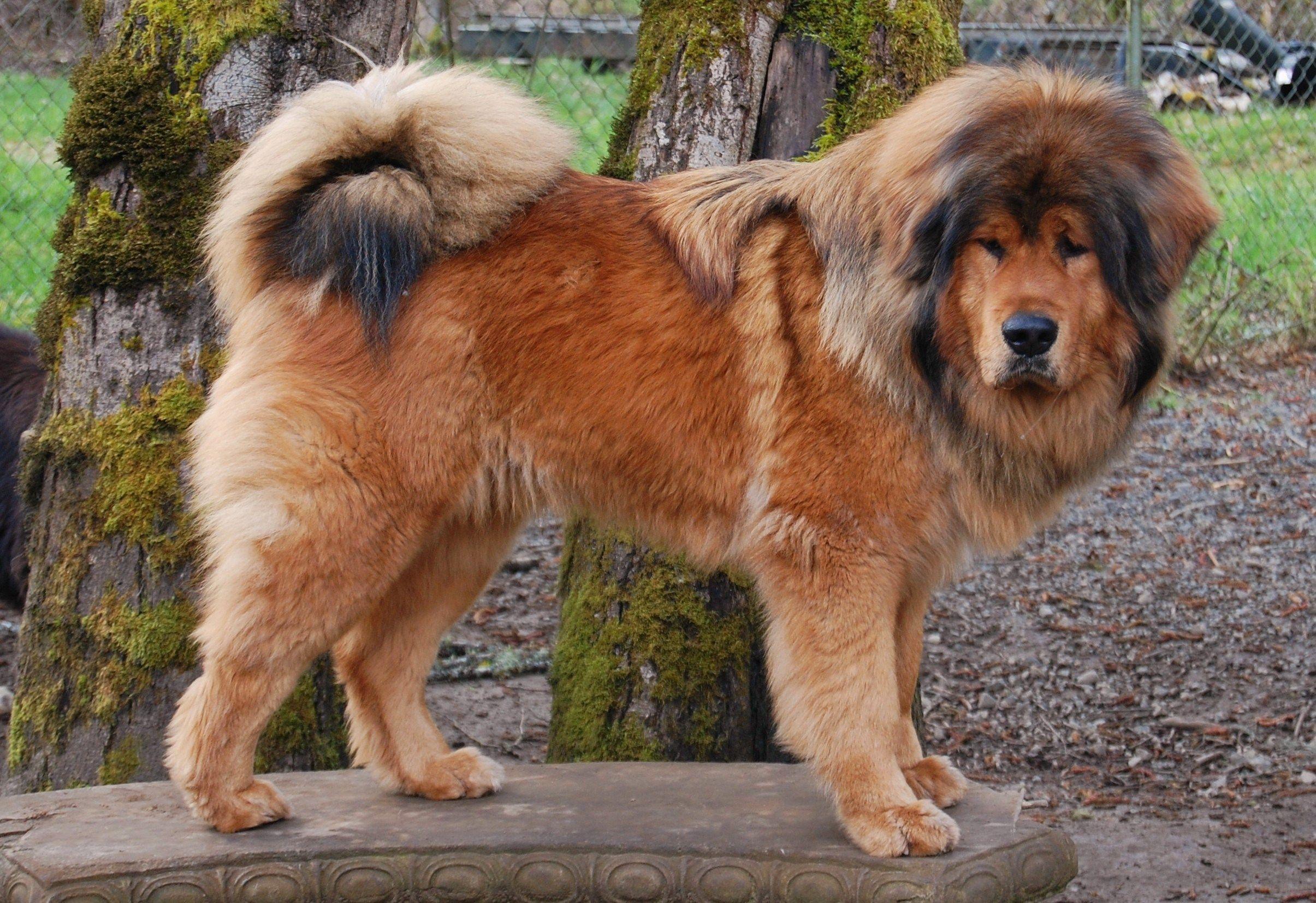 tibetan mastiff wallpaper