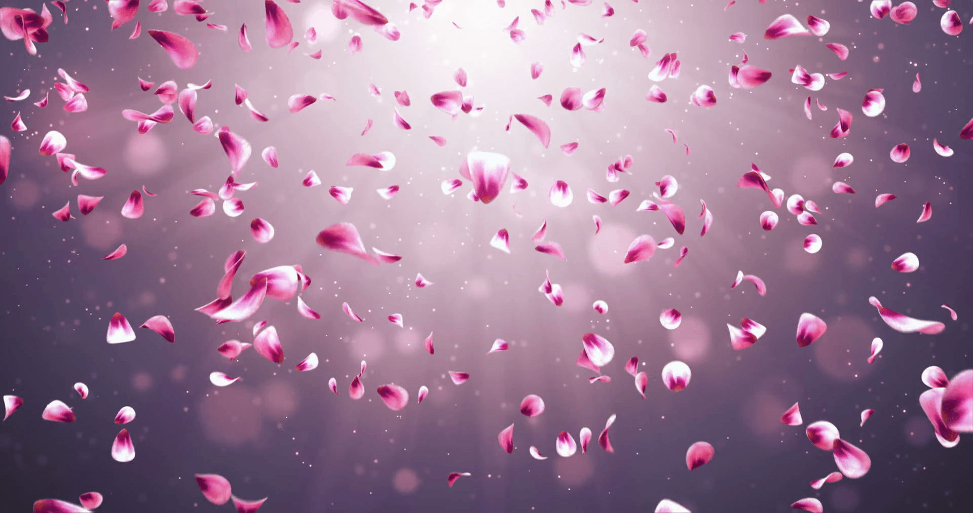 Flying Romantic Red Pink Rose Sakura Flower Petals Falling