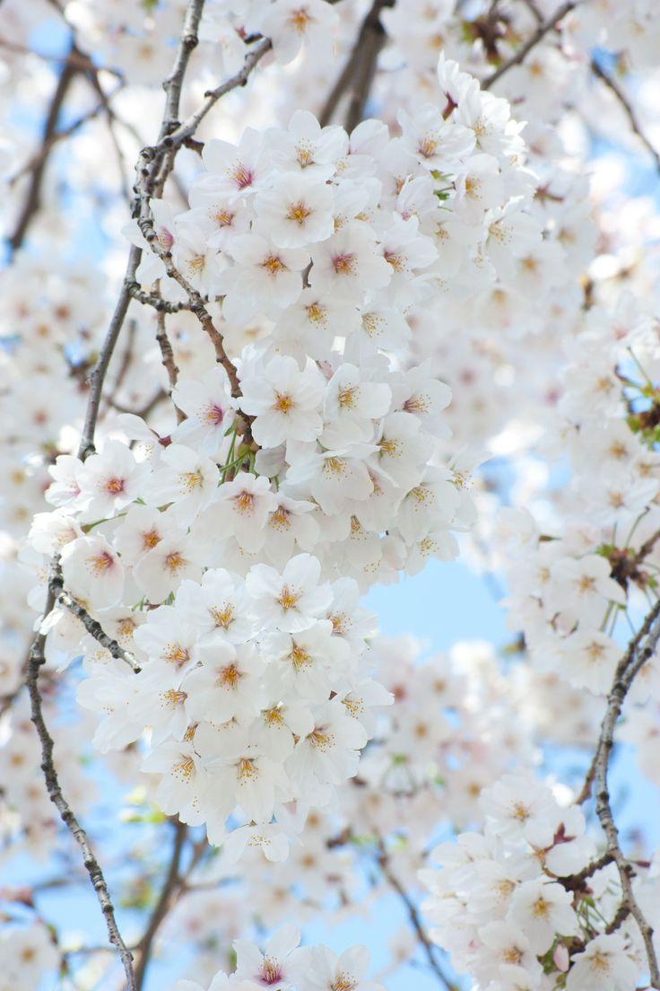 Sakura Flower Backgrounds - Wallpaper Cave