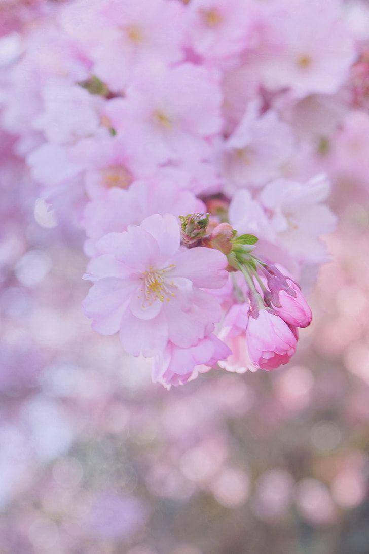 Royalty Free Photo: Closeup Photography Of Sakura Blossoms