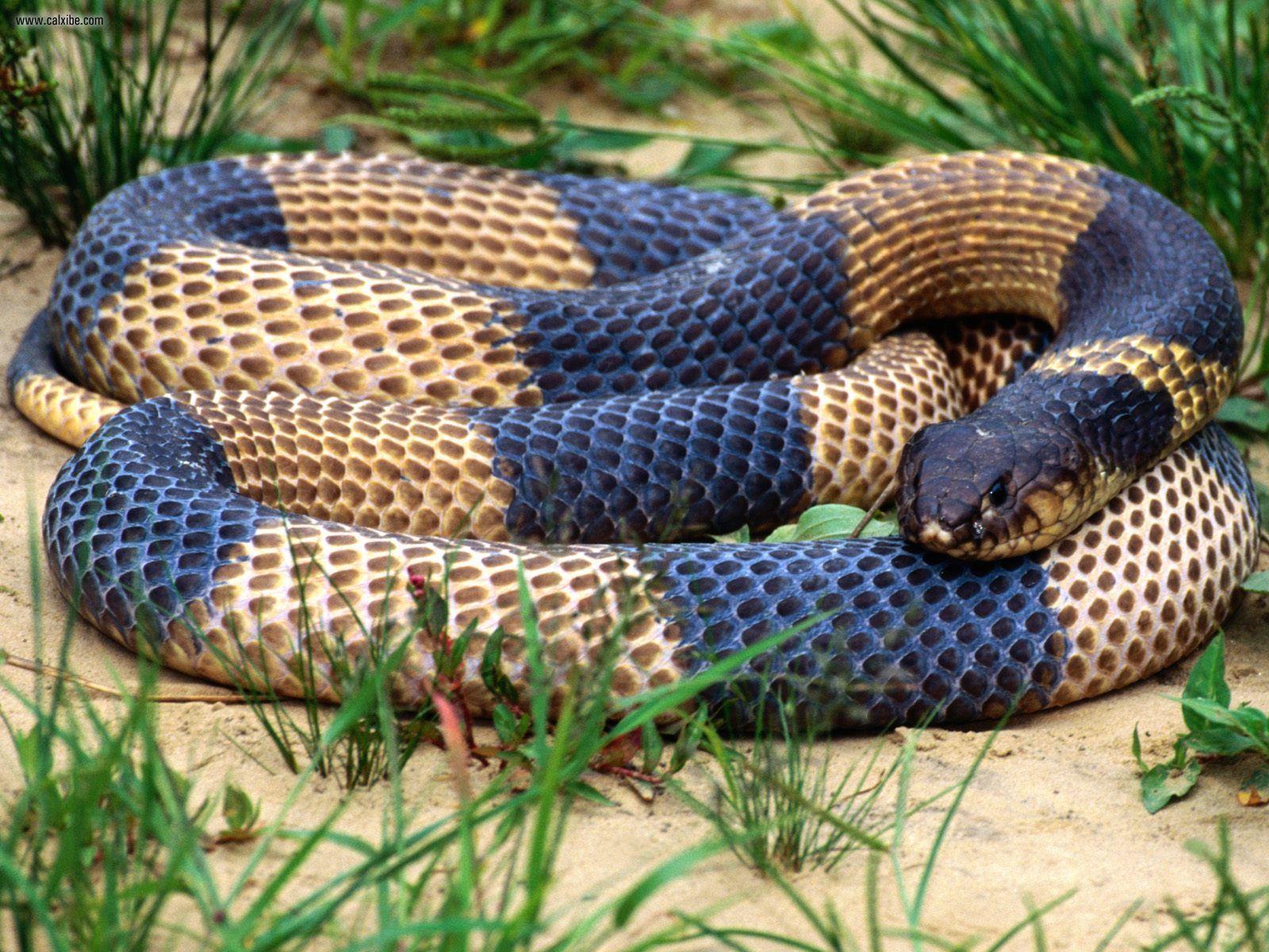 Indian King Cobra Snake Wallpaper (Picture)