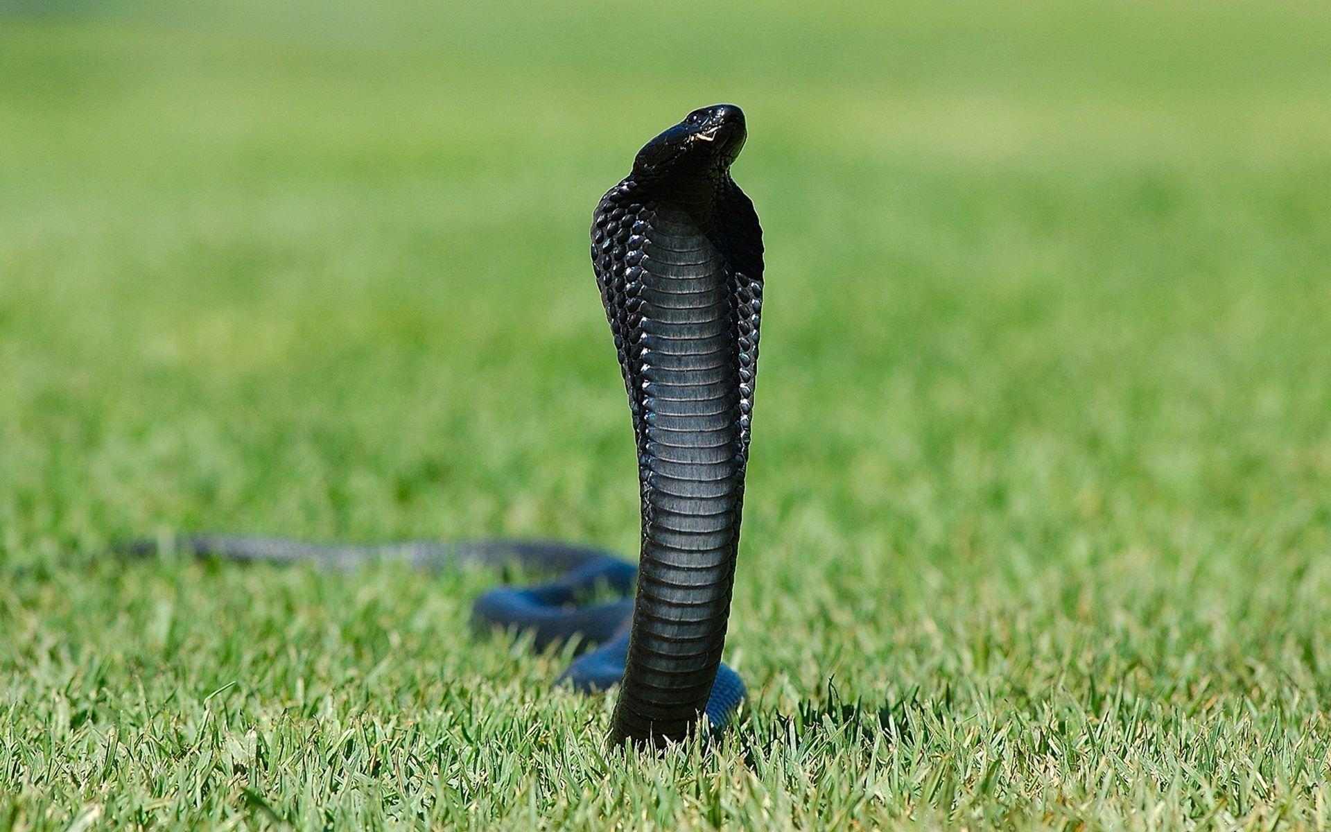 Snake Black Cobra HD Wallpaper