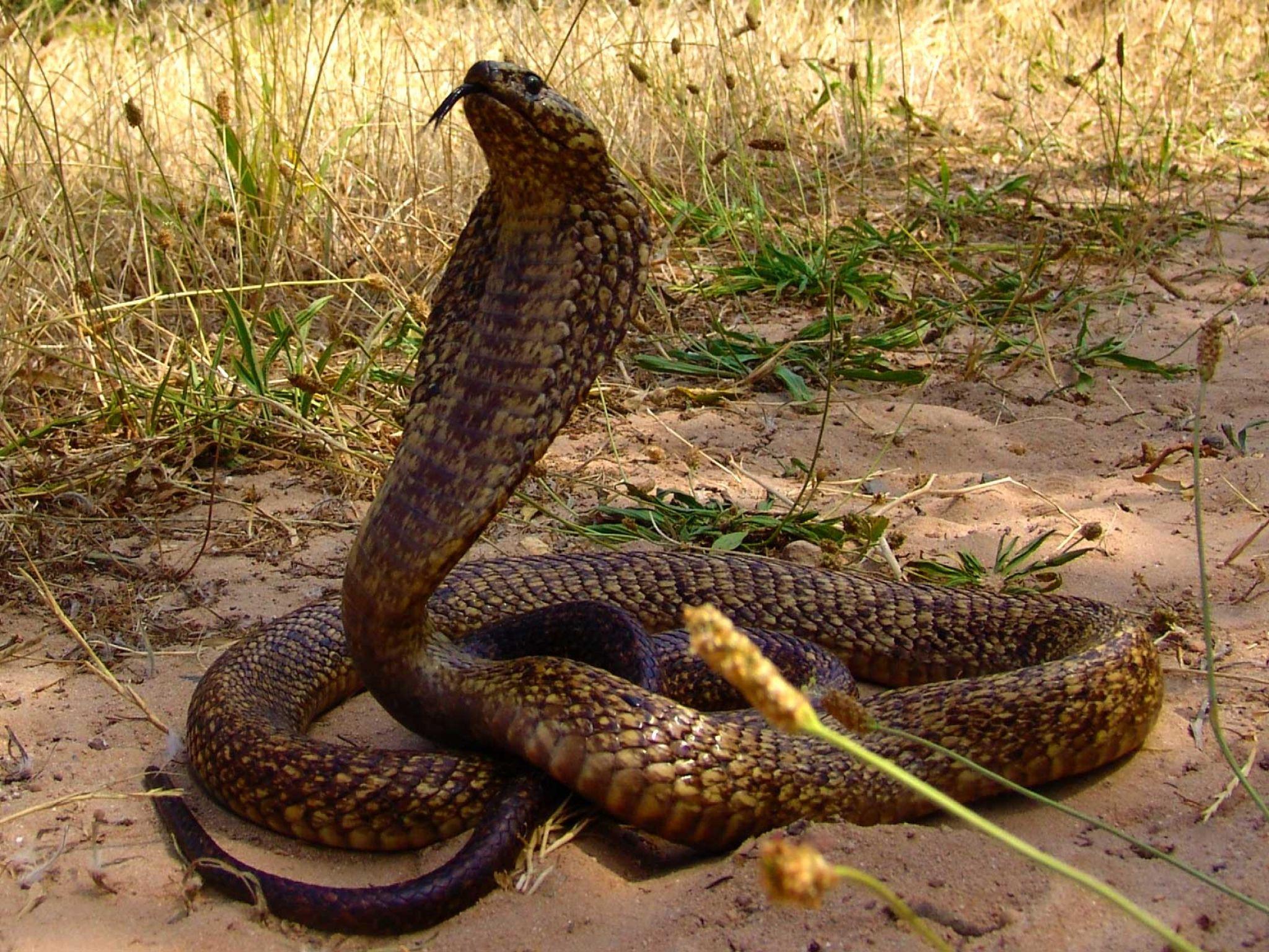 image of cobra snakes