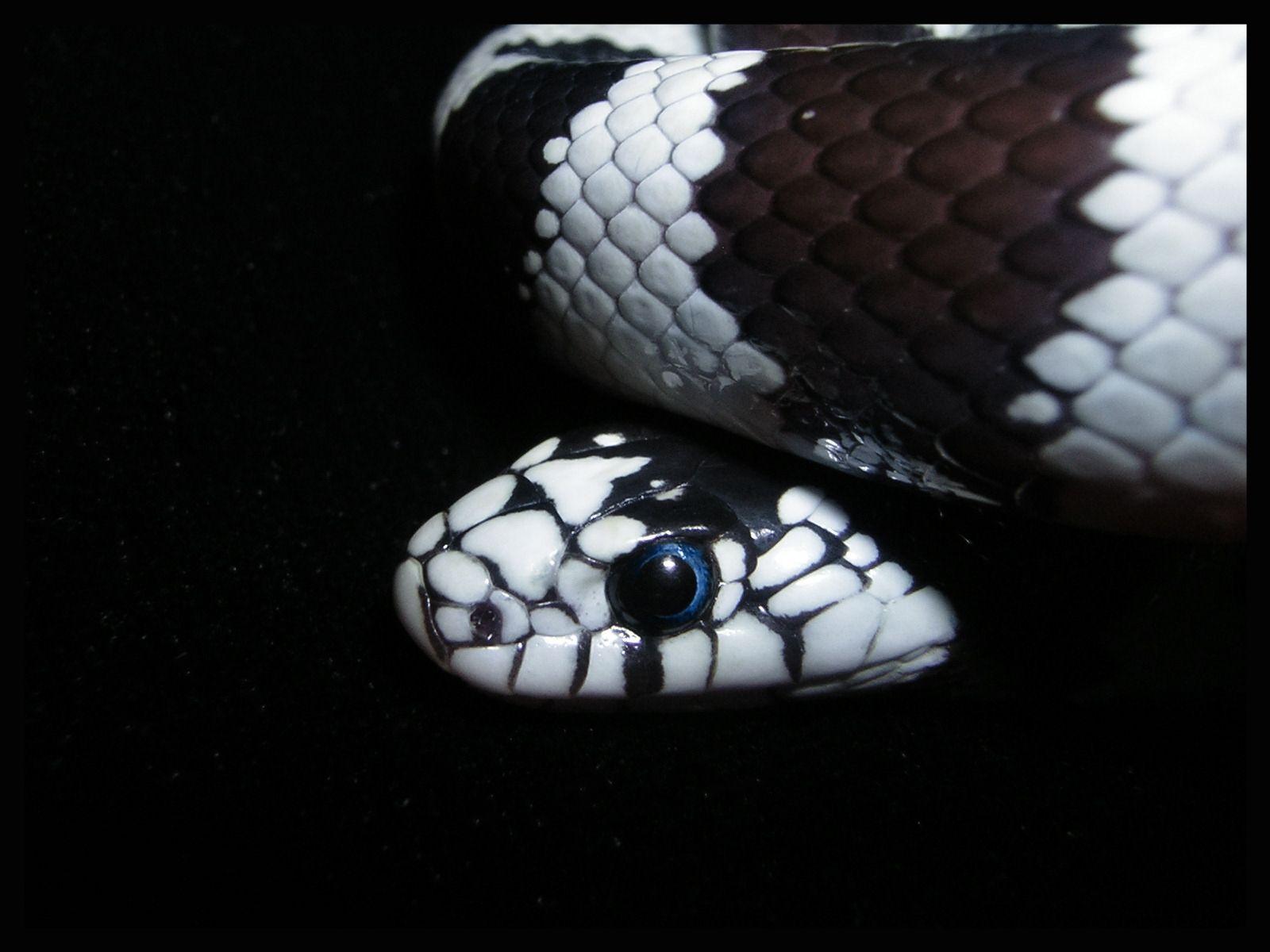 Reptile Gray Snake With Black Background 4K HD Animals Wallpapers  HD  Wallpapers  ID 50534