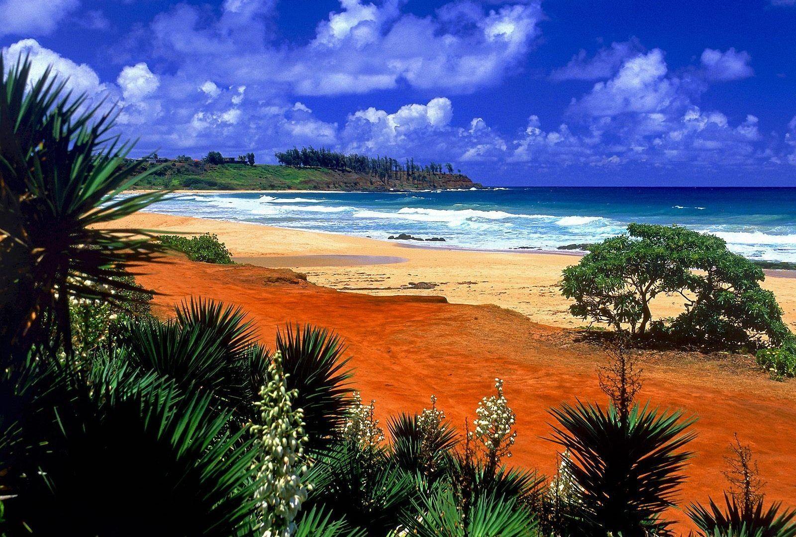 Beach: Colorful Beach Sea Nature Plant Wallpaper 480x800 for HD 16:9