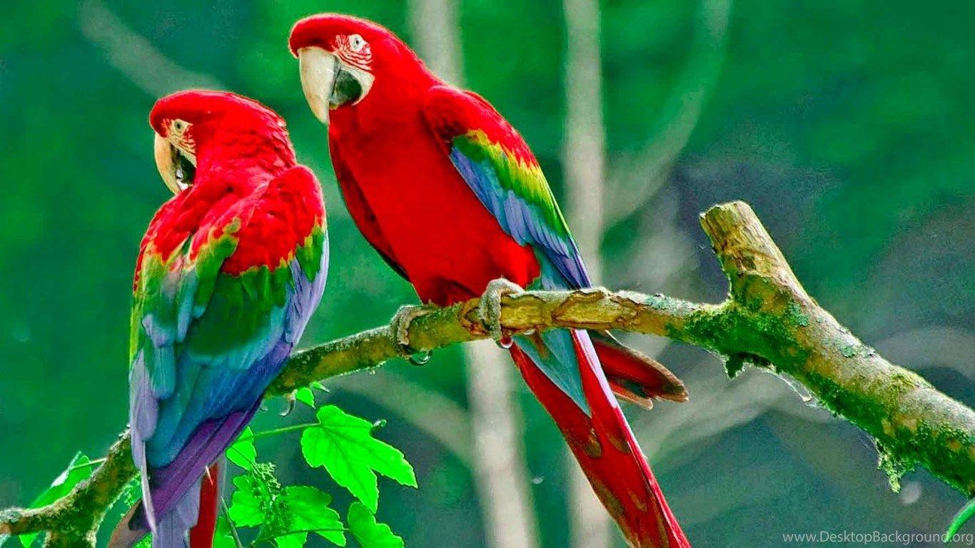 Free Beautiful Birds Wallpaper HD Desktop Background