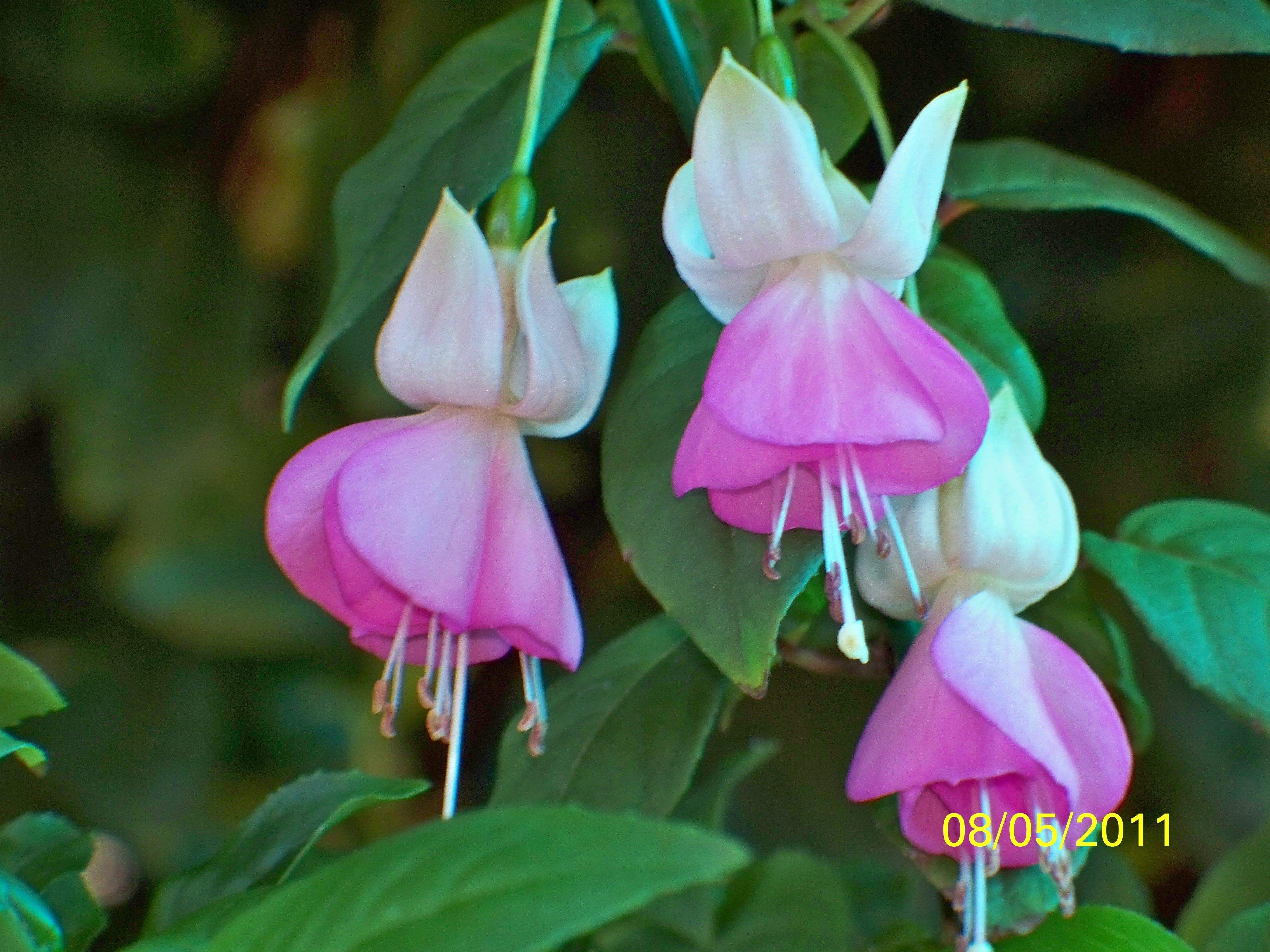 Flower Fushia Beautiful Green Summer Garden Wallpaper For Desktop