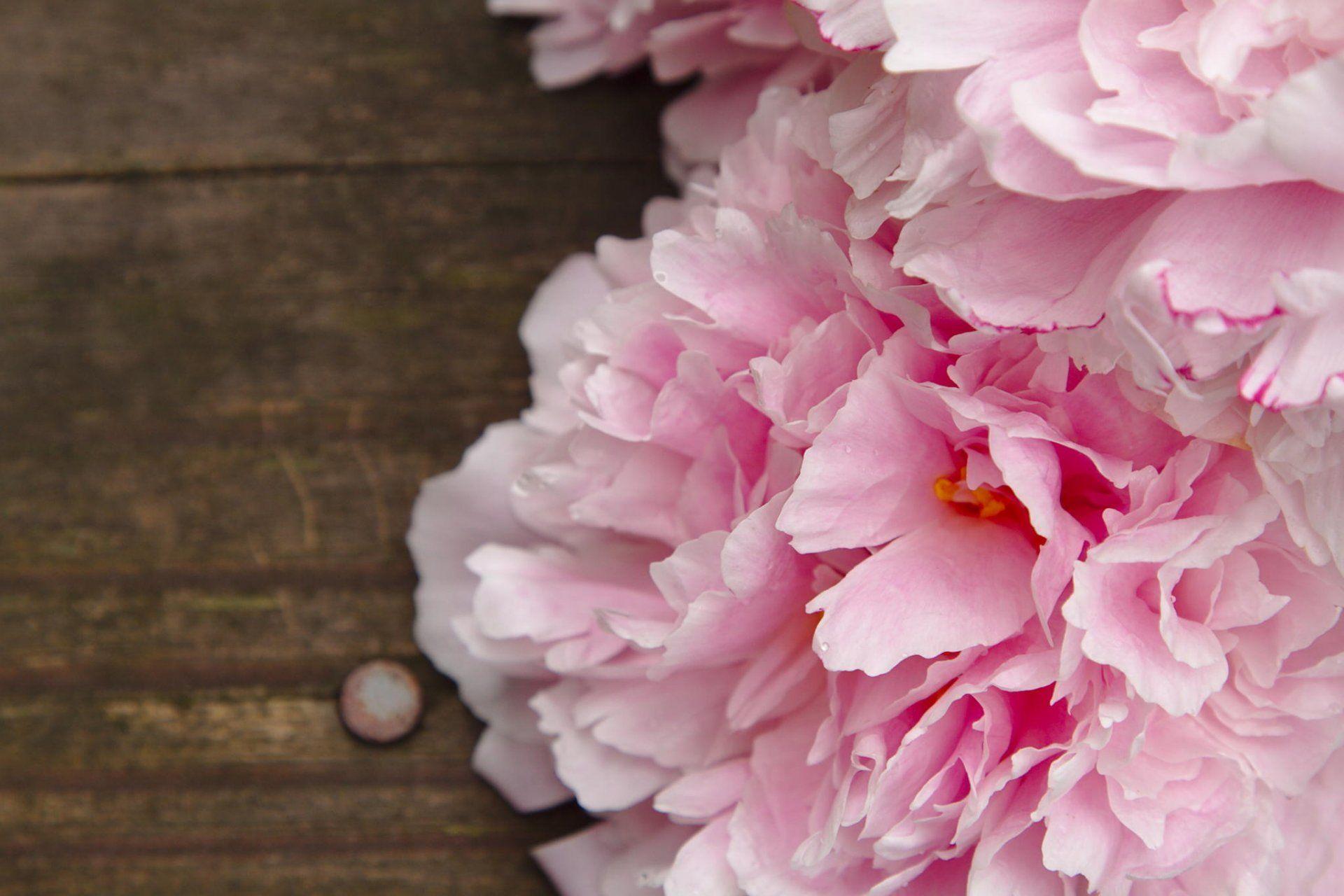 peonies close up flower pink HD wallpaper