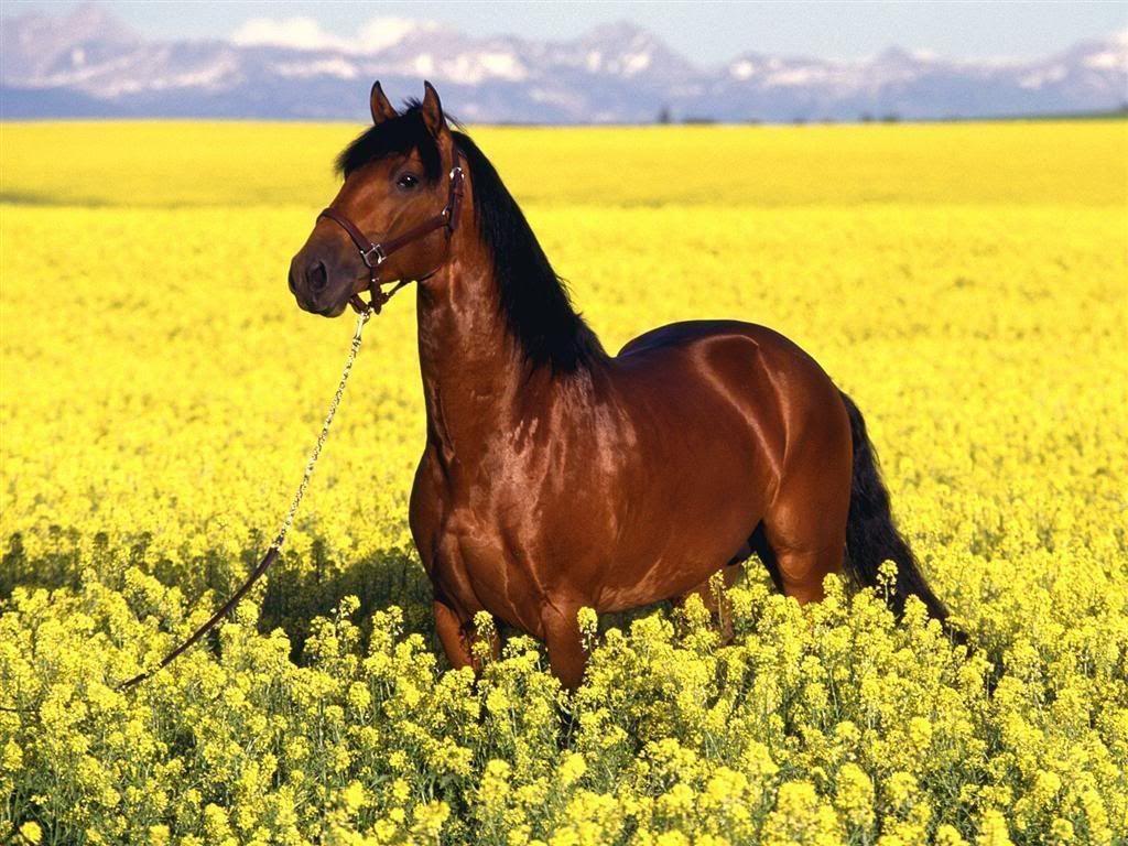 Wild horses. Wild Horse Wallpaper. Wild Horse Desktop Background