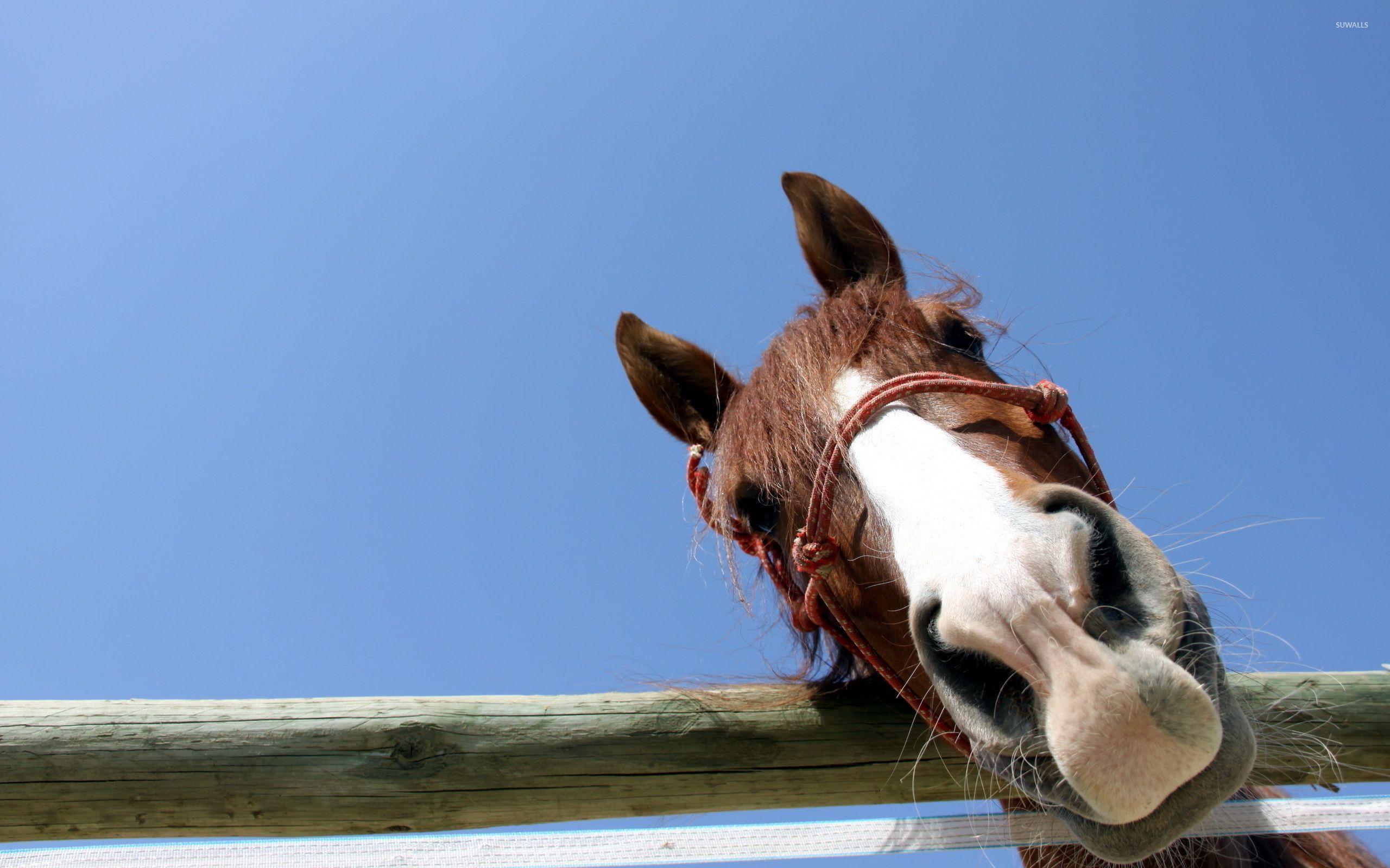 Curious horse wallpaper wallpaper