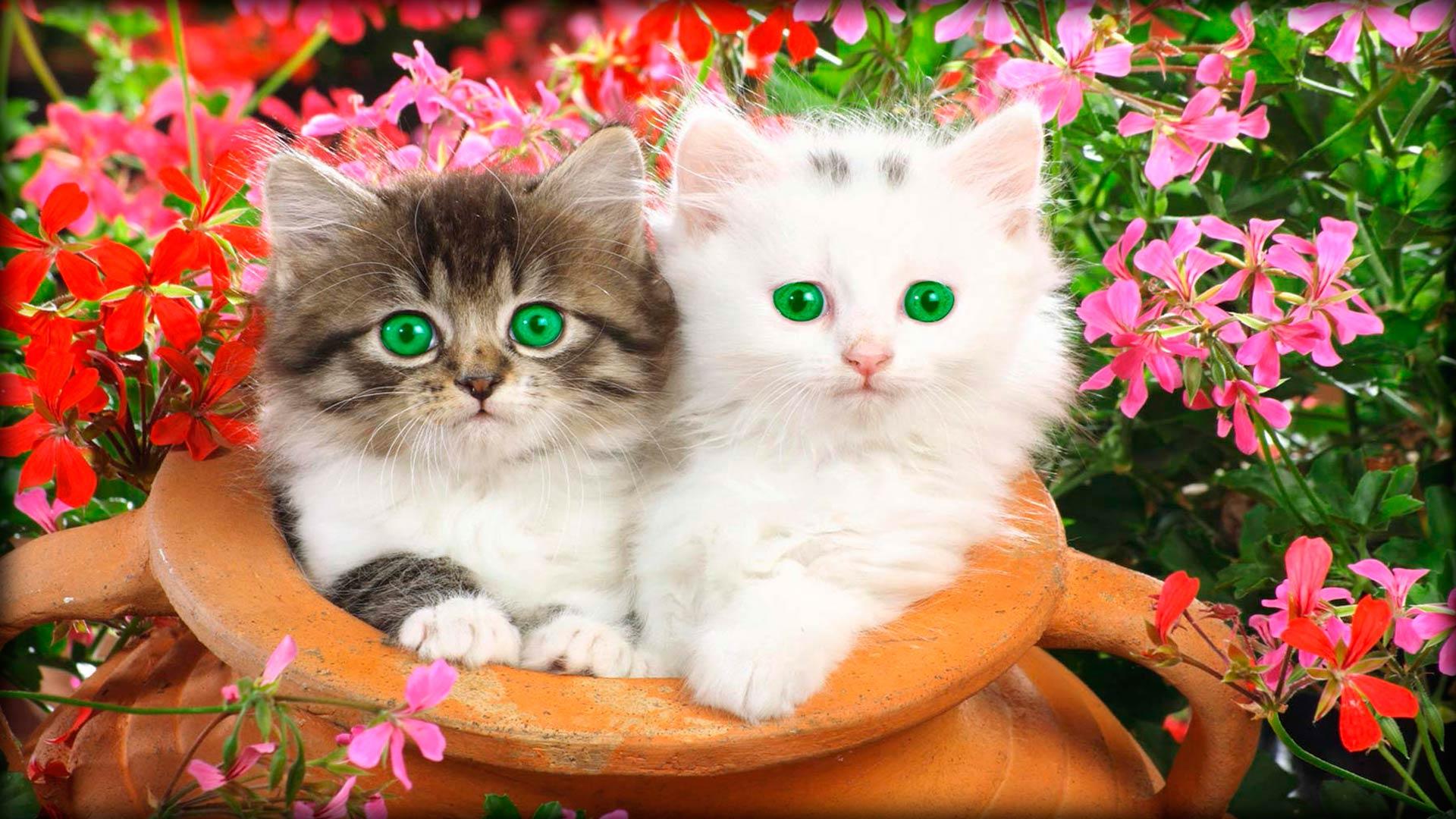 BEAUTIFUL KITTENS WALLPAPER