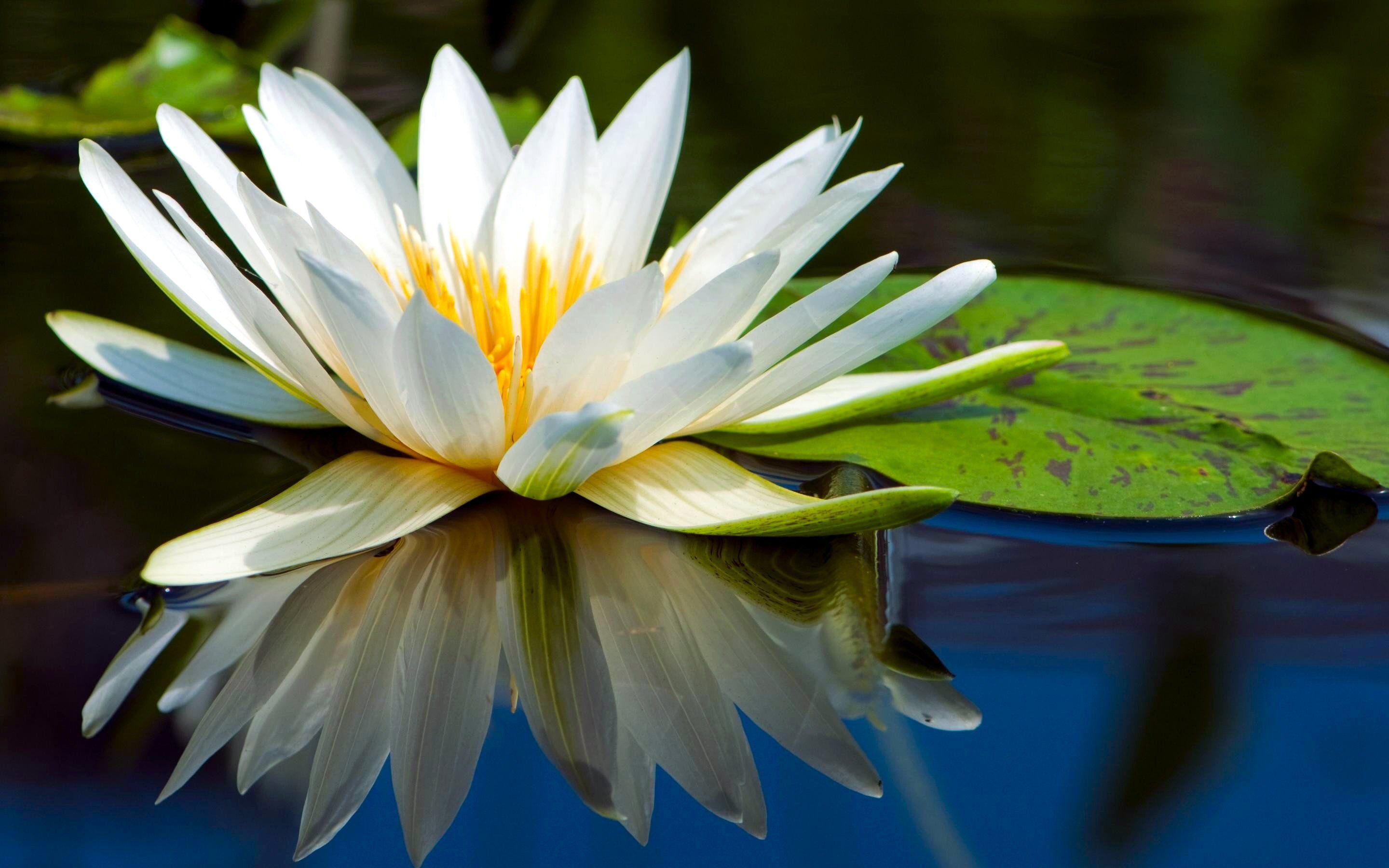 Water Lily HD Wallpaper and Background Image