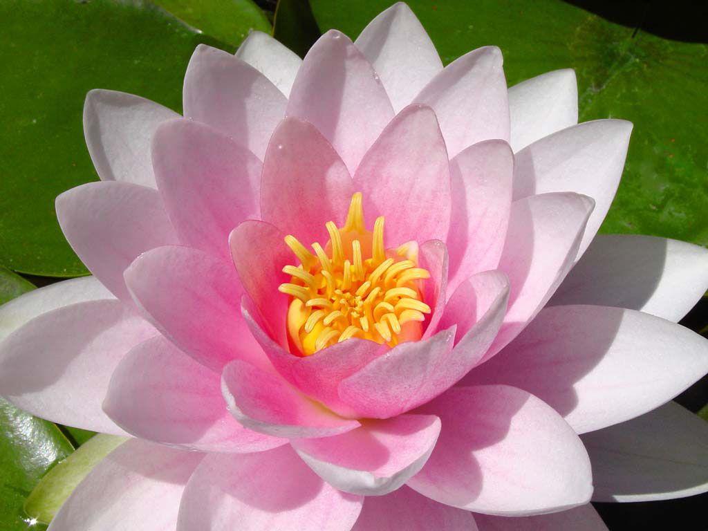 Wallpapers Of Water Lily - Wallpaper Cave