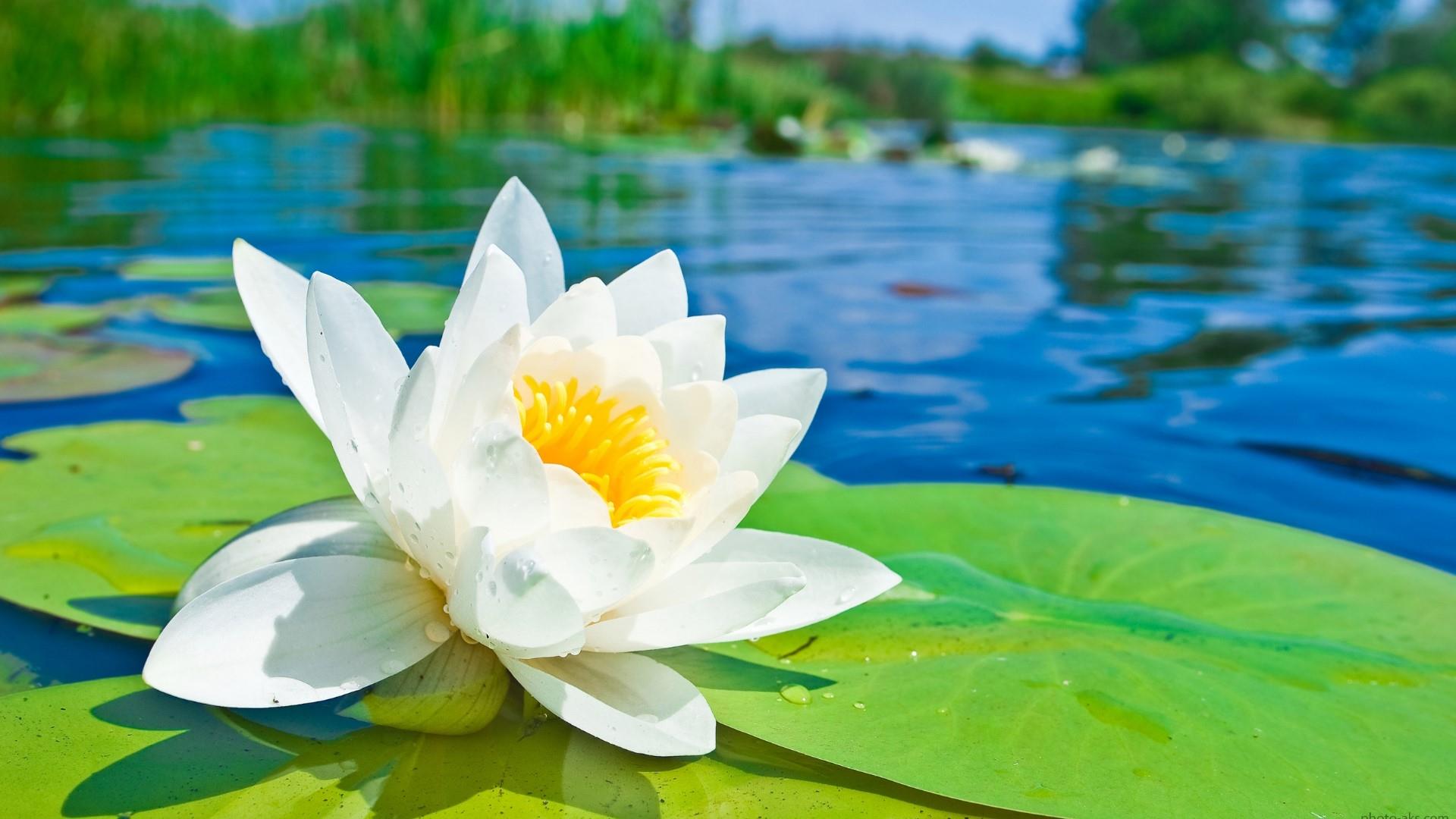 White Waterlily On The Lake Wallpaper. Wallpaper Studio 10. Tens