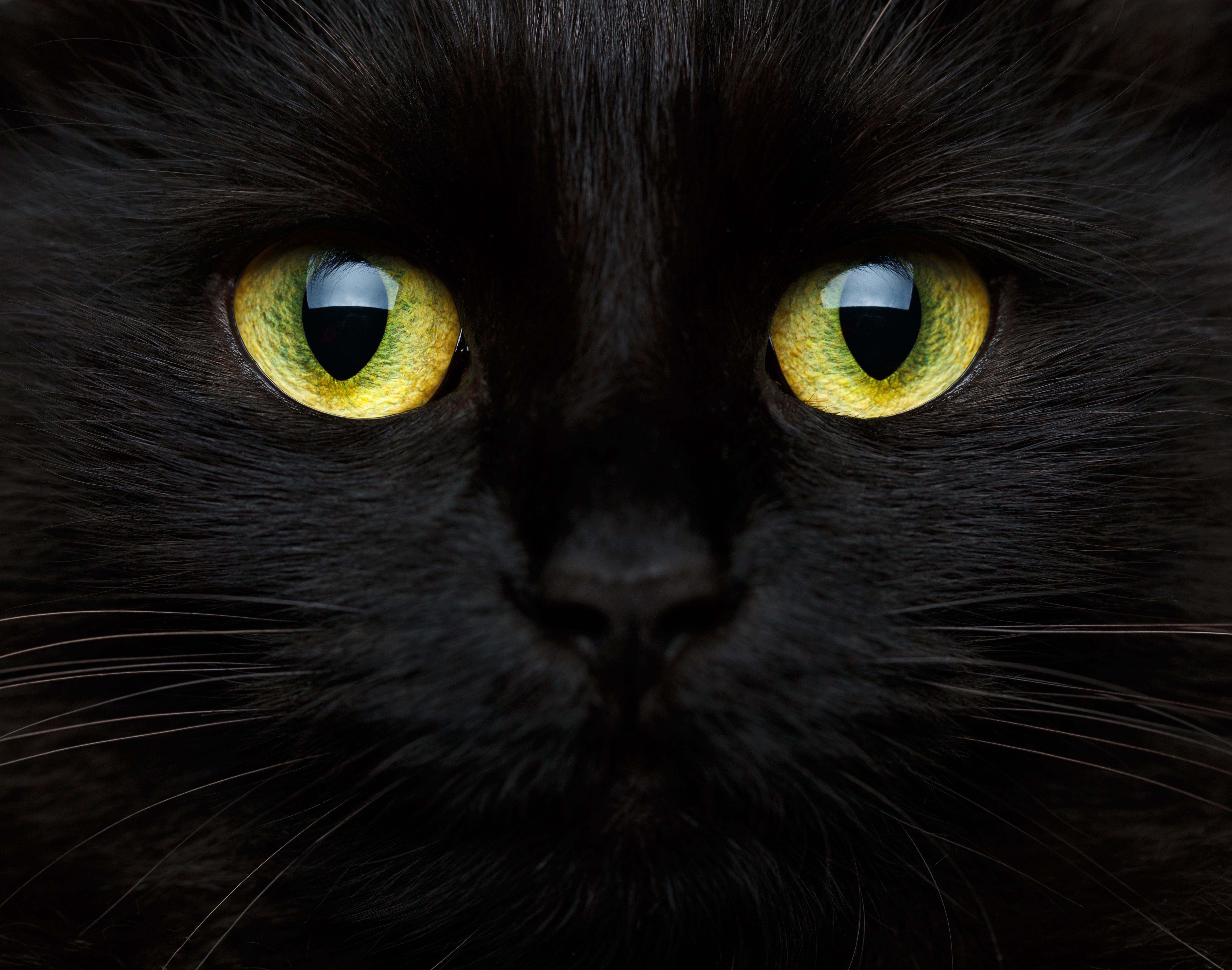 Black Cat Background Quality Image