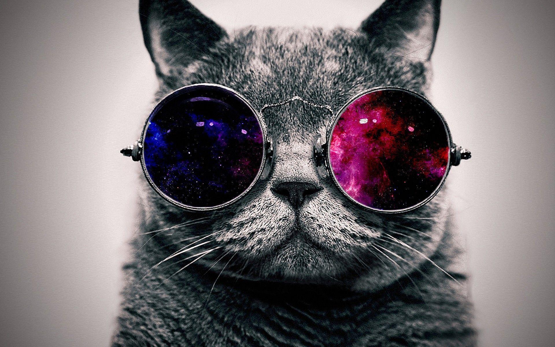Awesome Cat Background Wallpaper (1920×1200). Kitteh