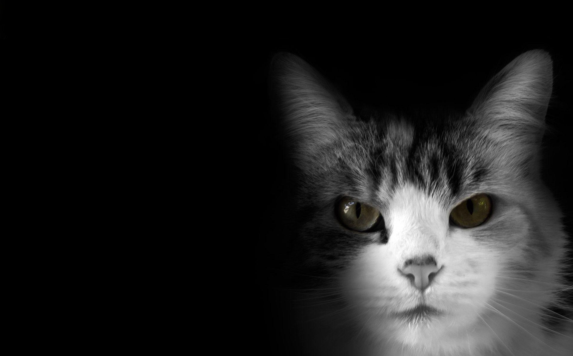 Cat On Black Background Free Domain Picture