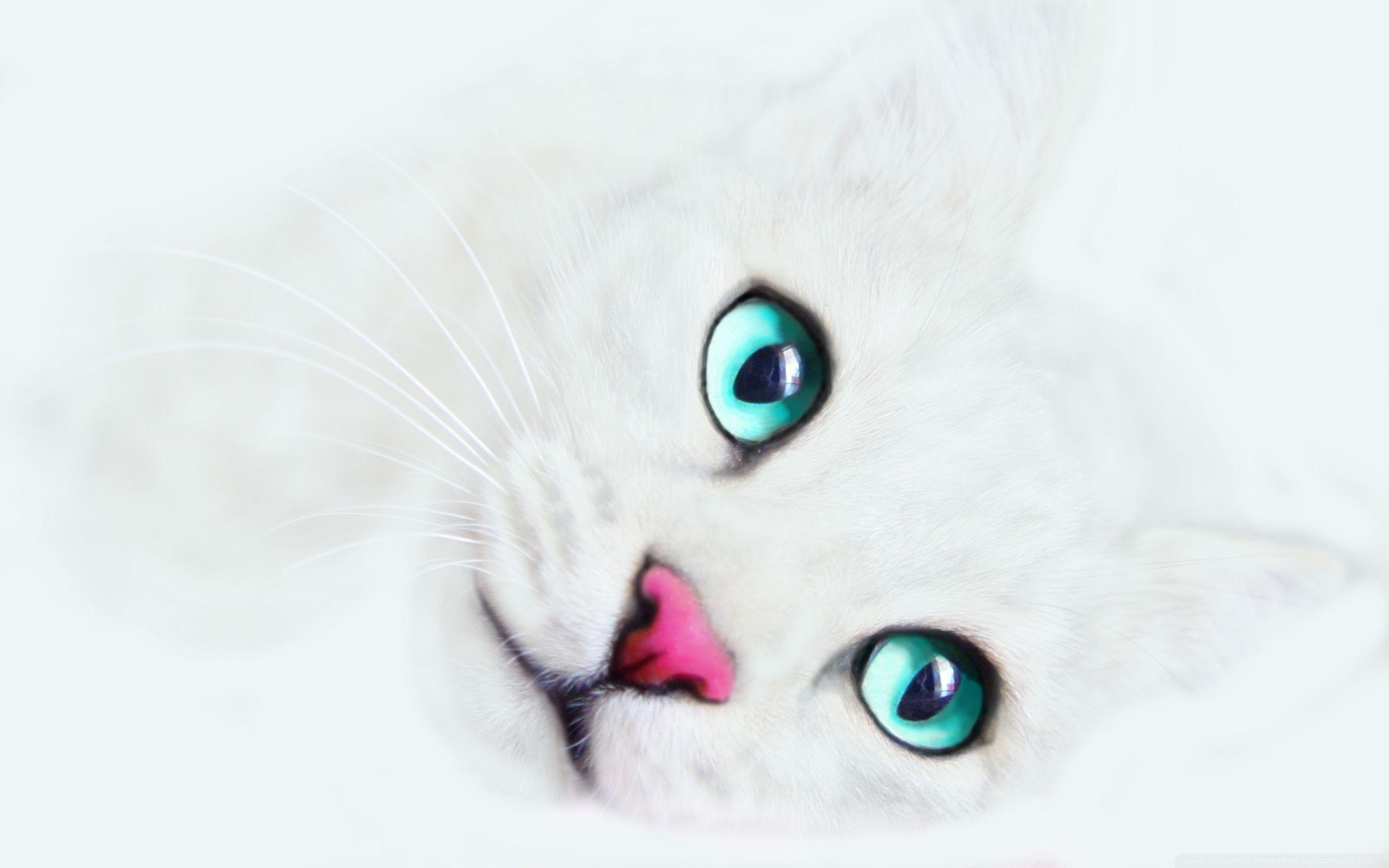 White Cat Background ❤ 4K HD Desktop Wallpaper for 4K Ultra HD TV