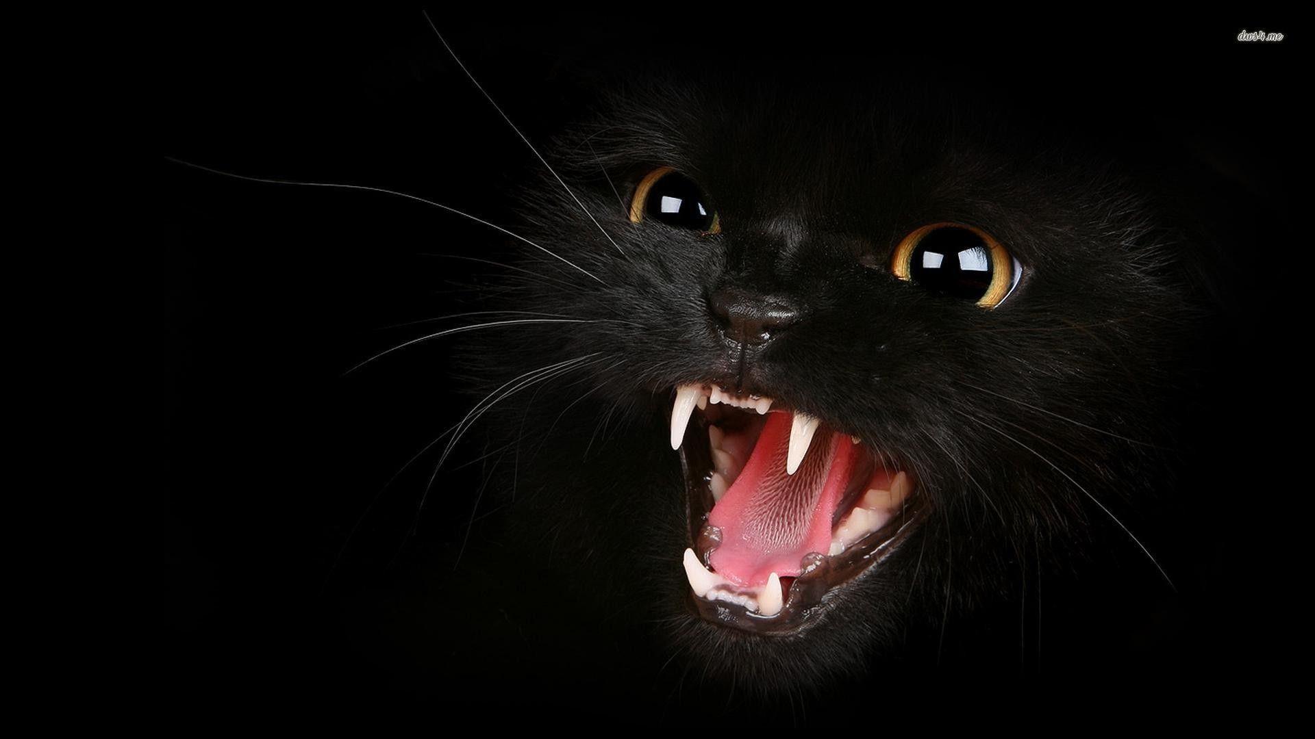 Black Cat Background