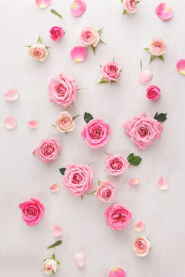 Wallpaper Rosa Pink
