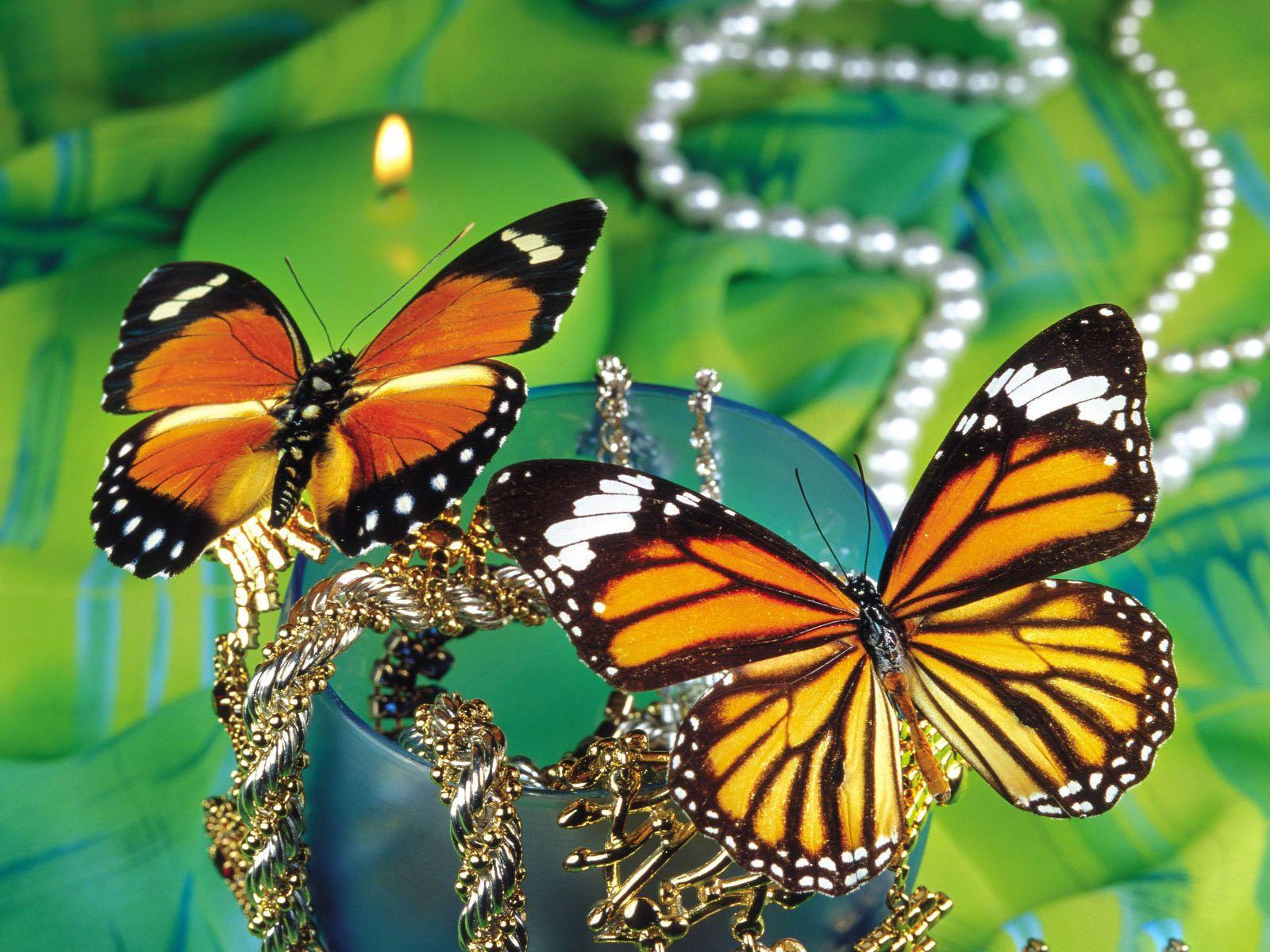 Desktop butterfly background free