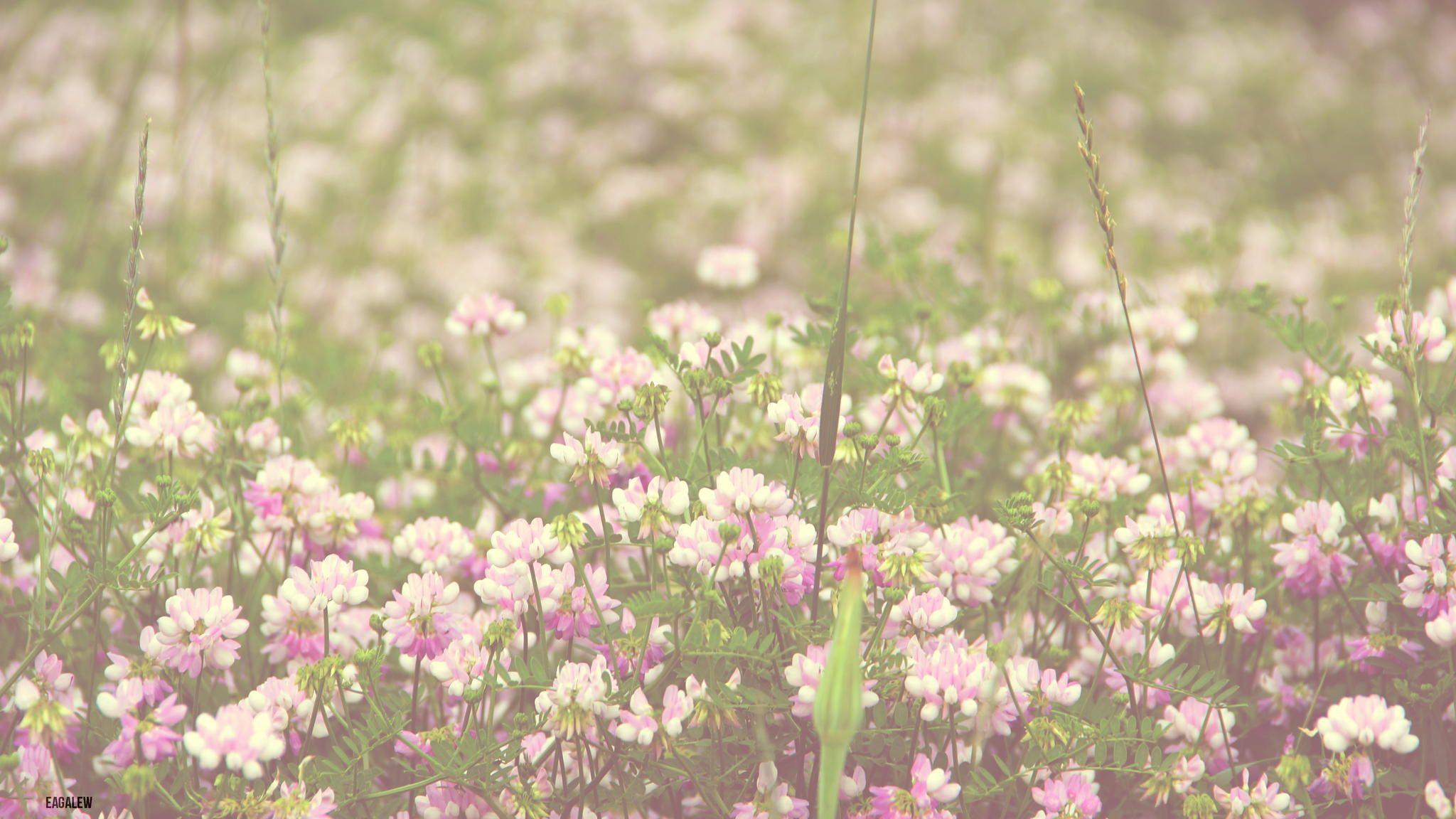 Field Of Flowers Vintag HD Wallpaper, Background Image