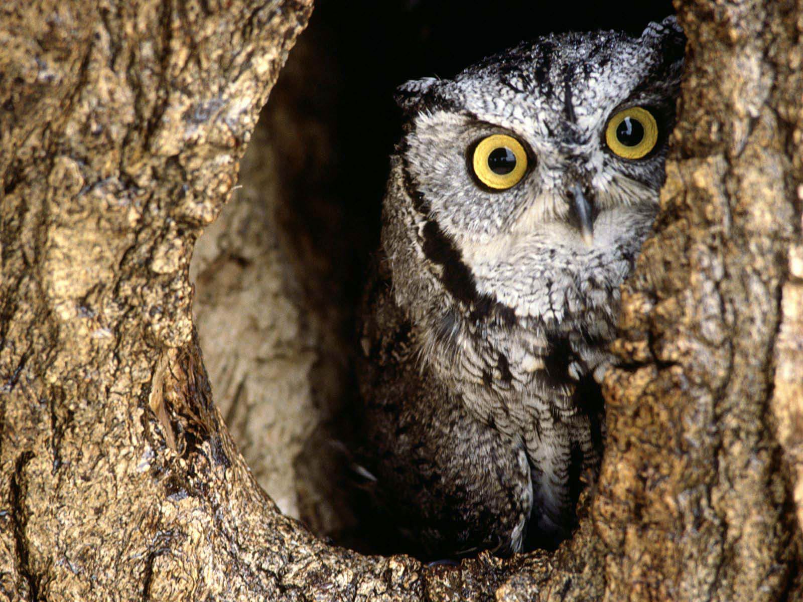 Screech Owl Wallpaper and Background