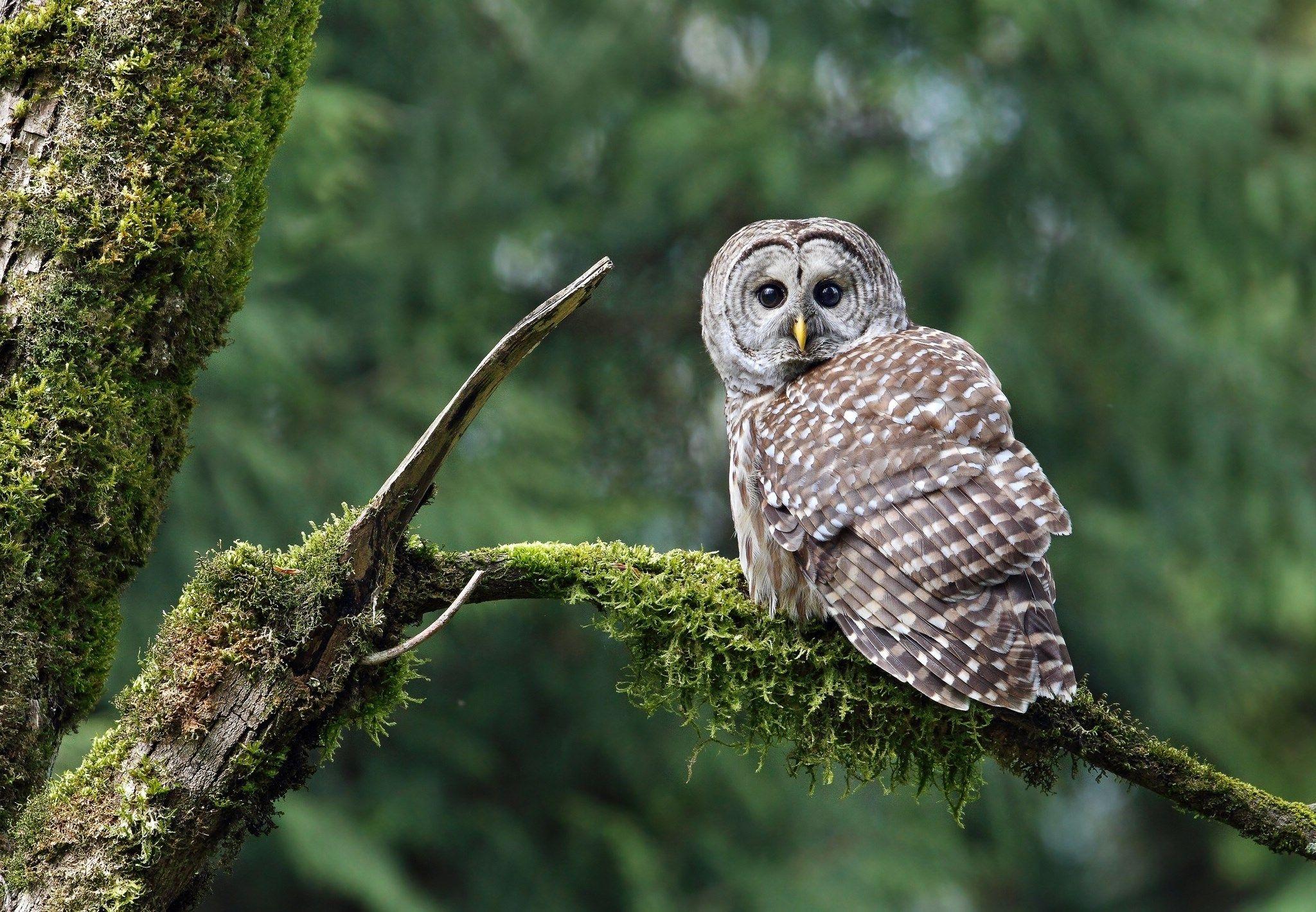 Free Barred Owl Wallpaper For iPhone at Wildlife Monodomo