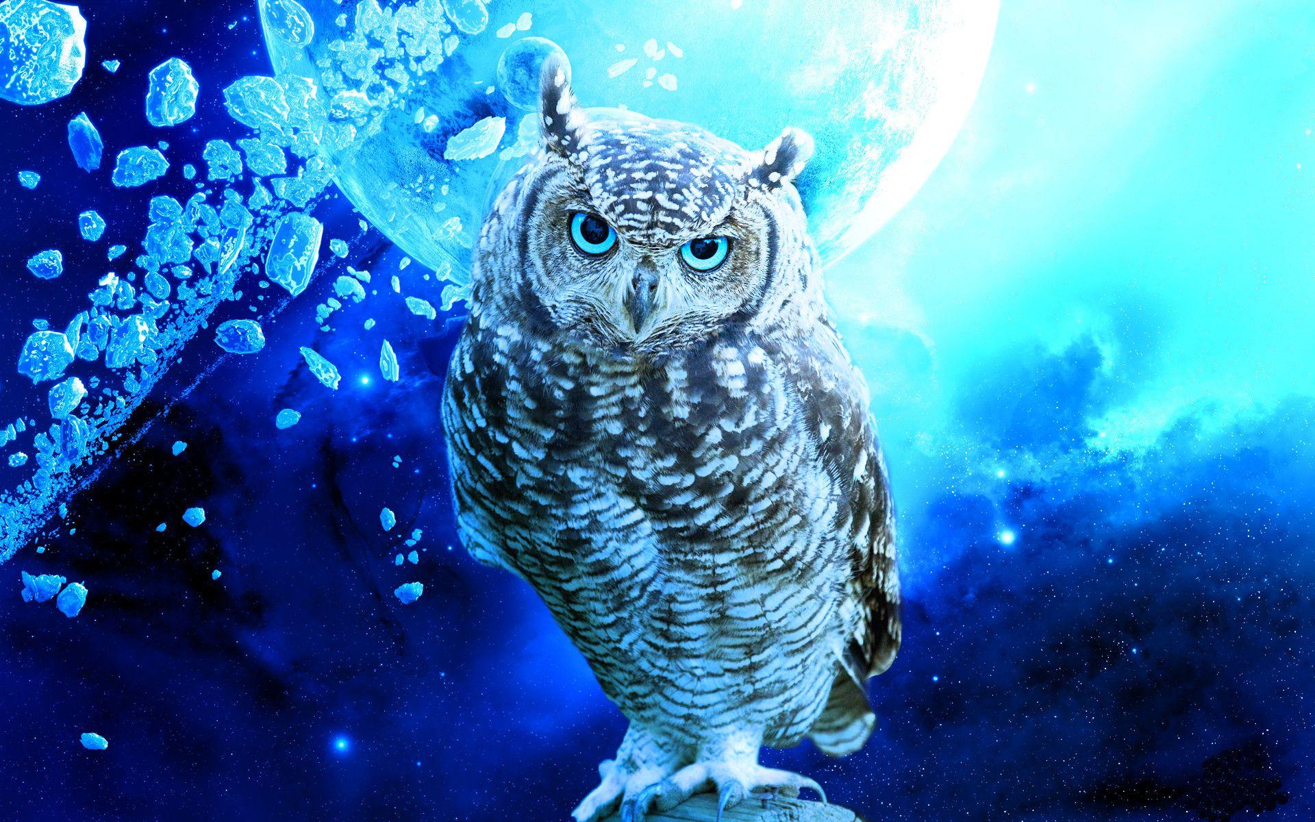 Cute Owl Wallpaper 49 HD Wallpaper Free