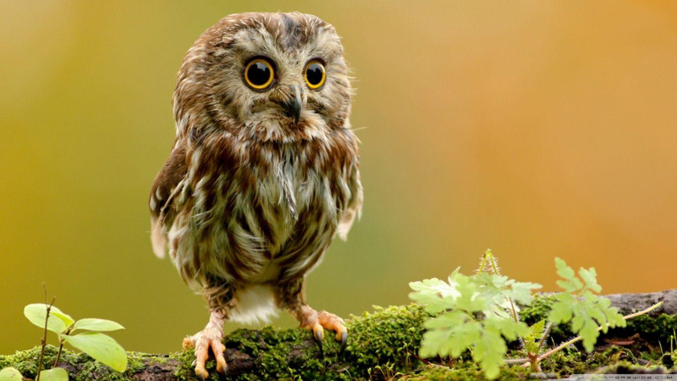 Cute Owl For iPad Wallpaper Free #liY · Artistic Desktop HD Wallpaper