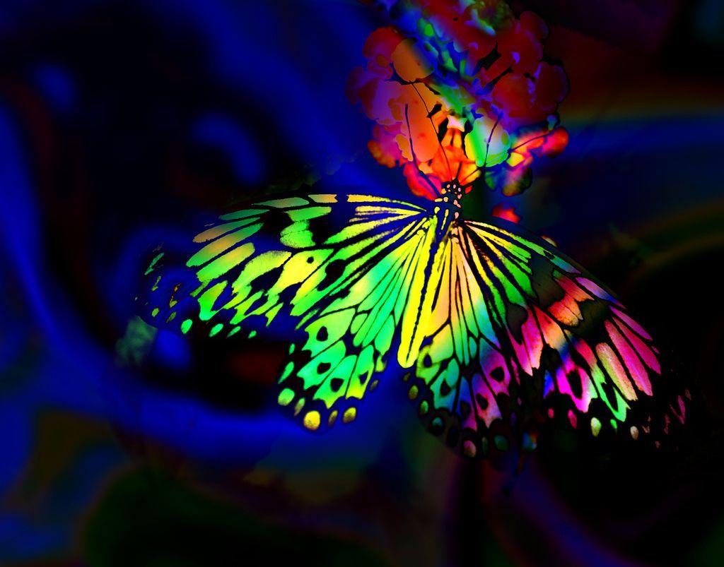 Abstract Rainbow Butterfly HD Wallpaper