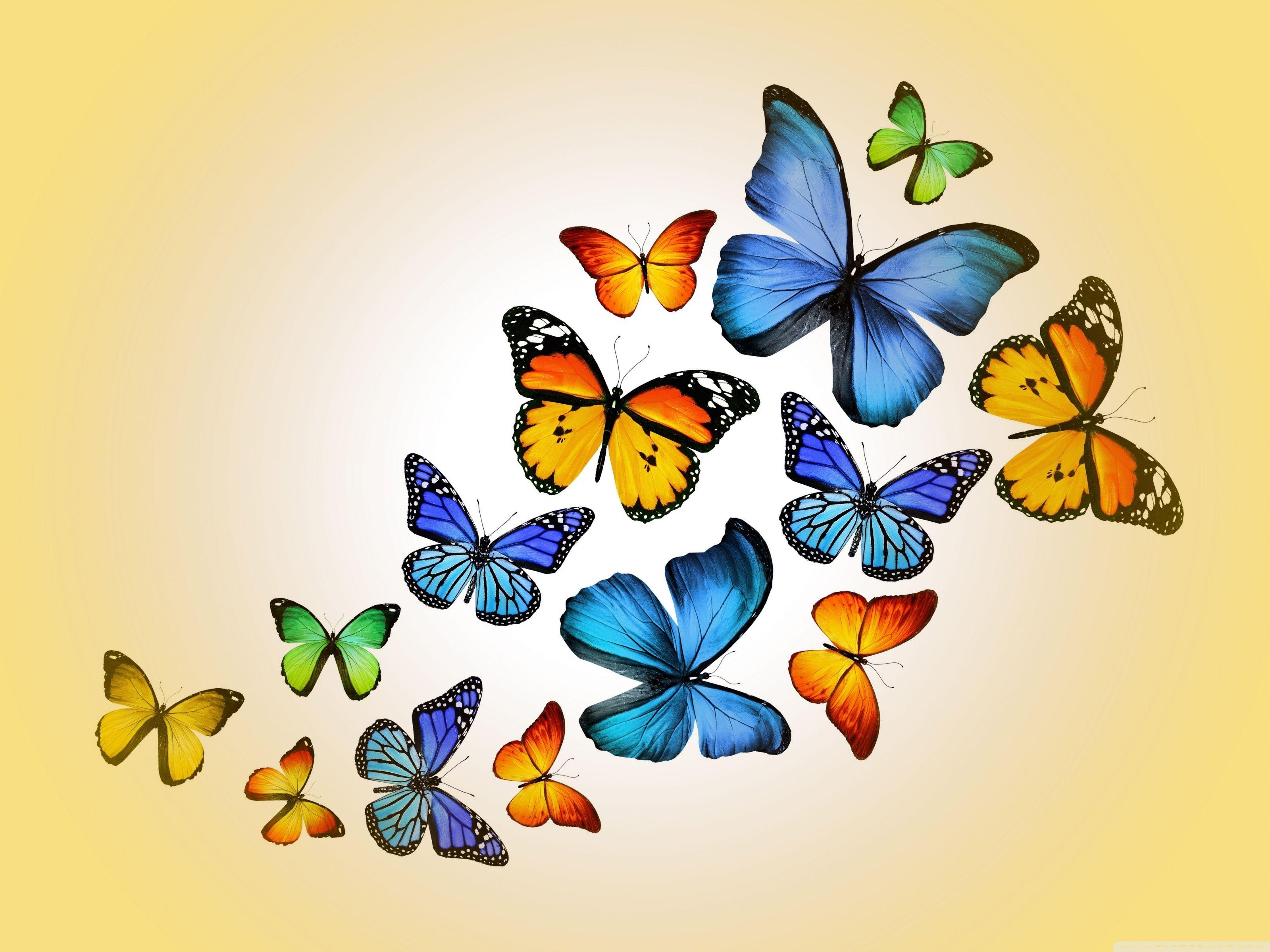 Butterflies ❤ 4K HD Desktop Wallpaper for 4K Ultra HD TV • Wide