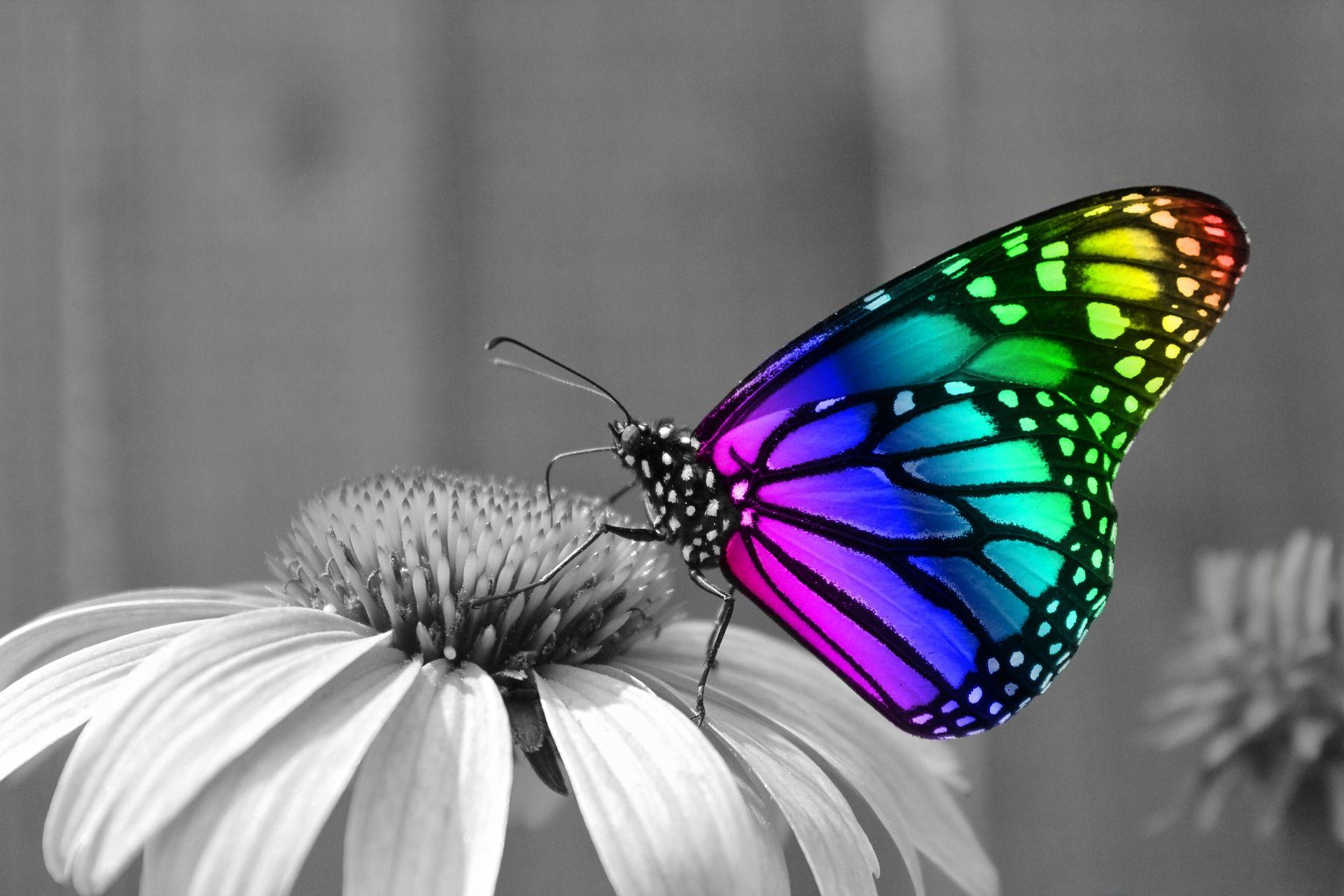 Rainbow Butterfly Background Wallpaper 09659
