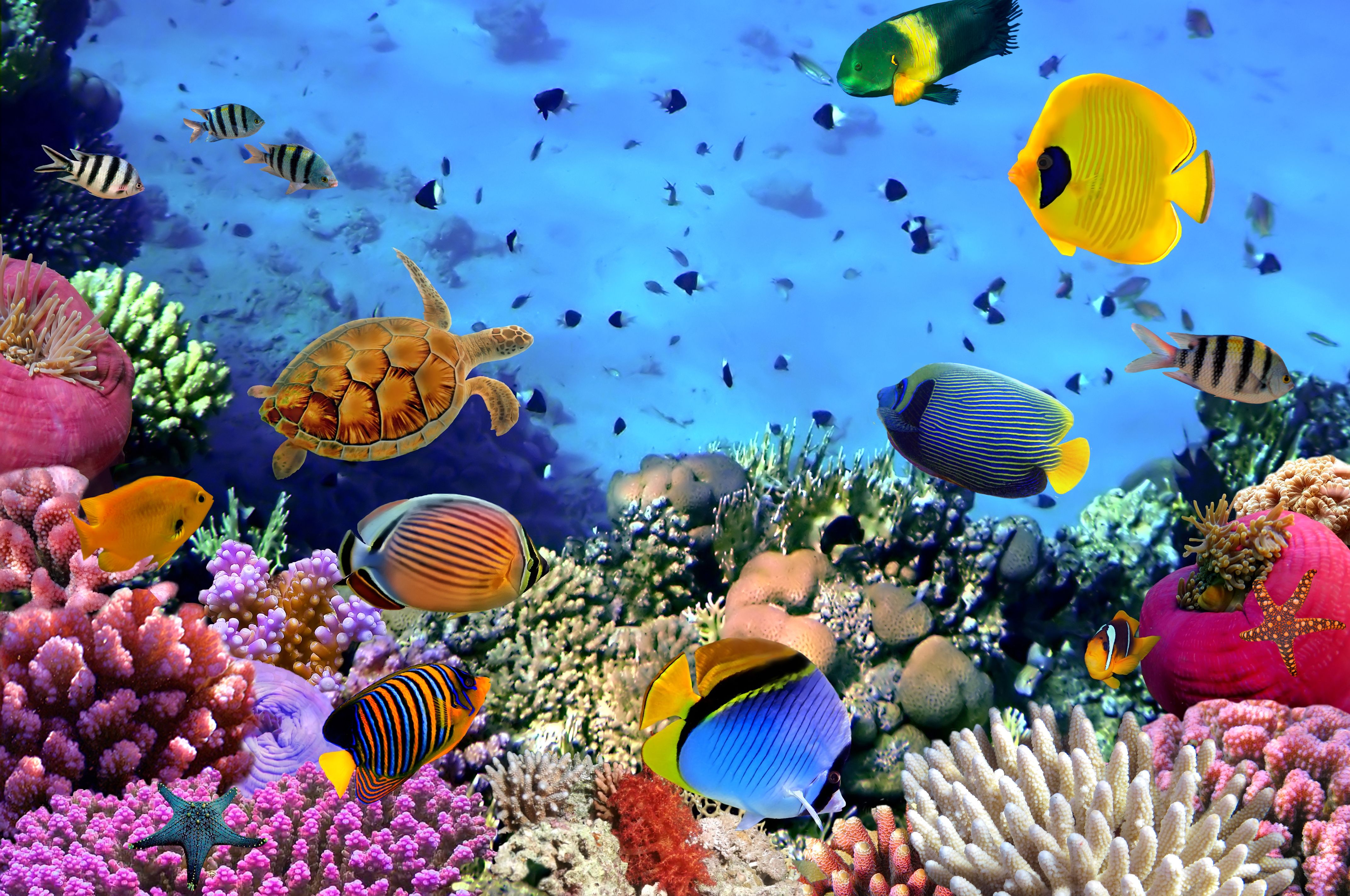 Ocean Reef Wallpapers - Wallpaper Cave