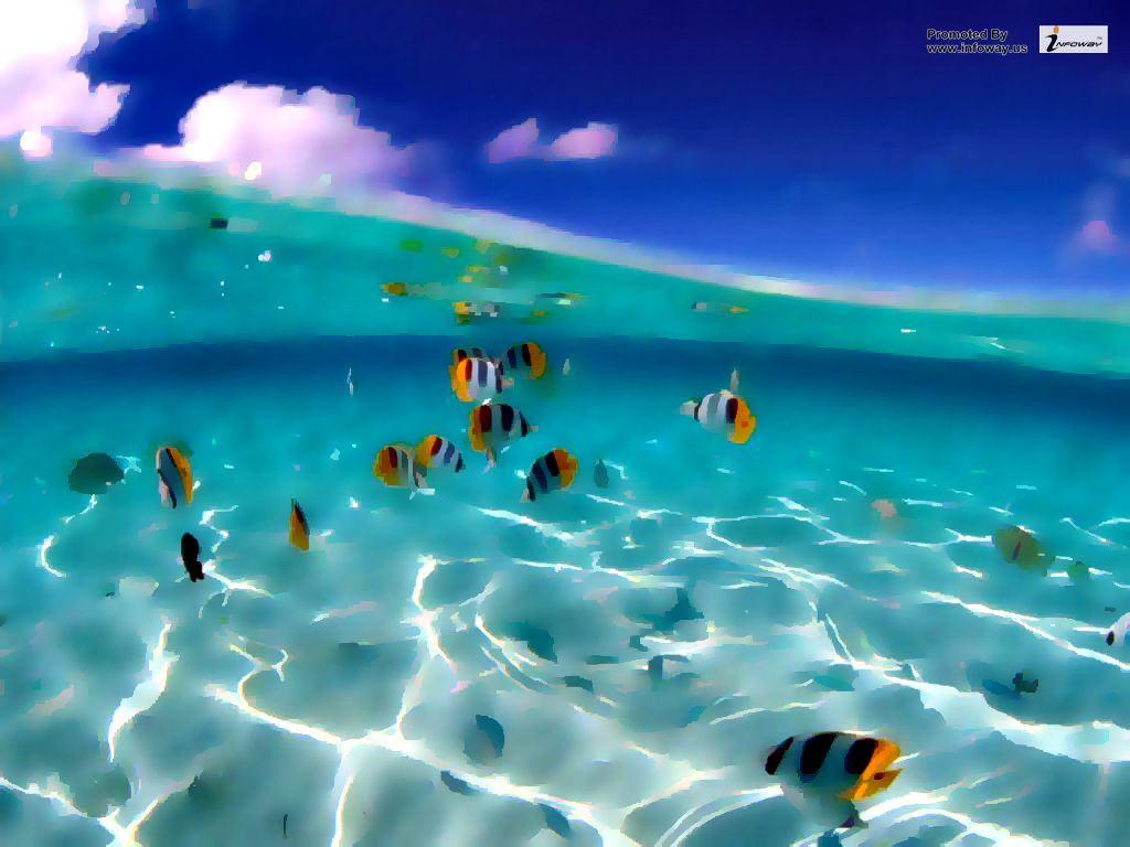 Ocean Reef Fish Wallpaper. Ocean Reef Fish Wallpaper