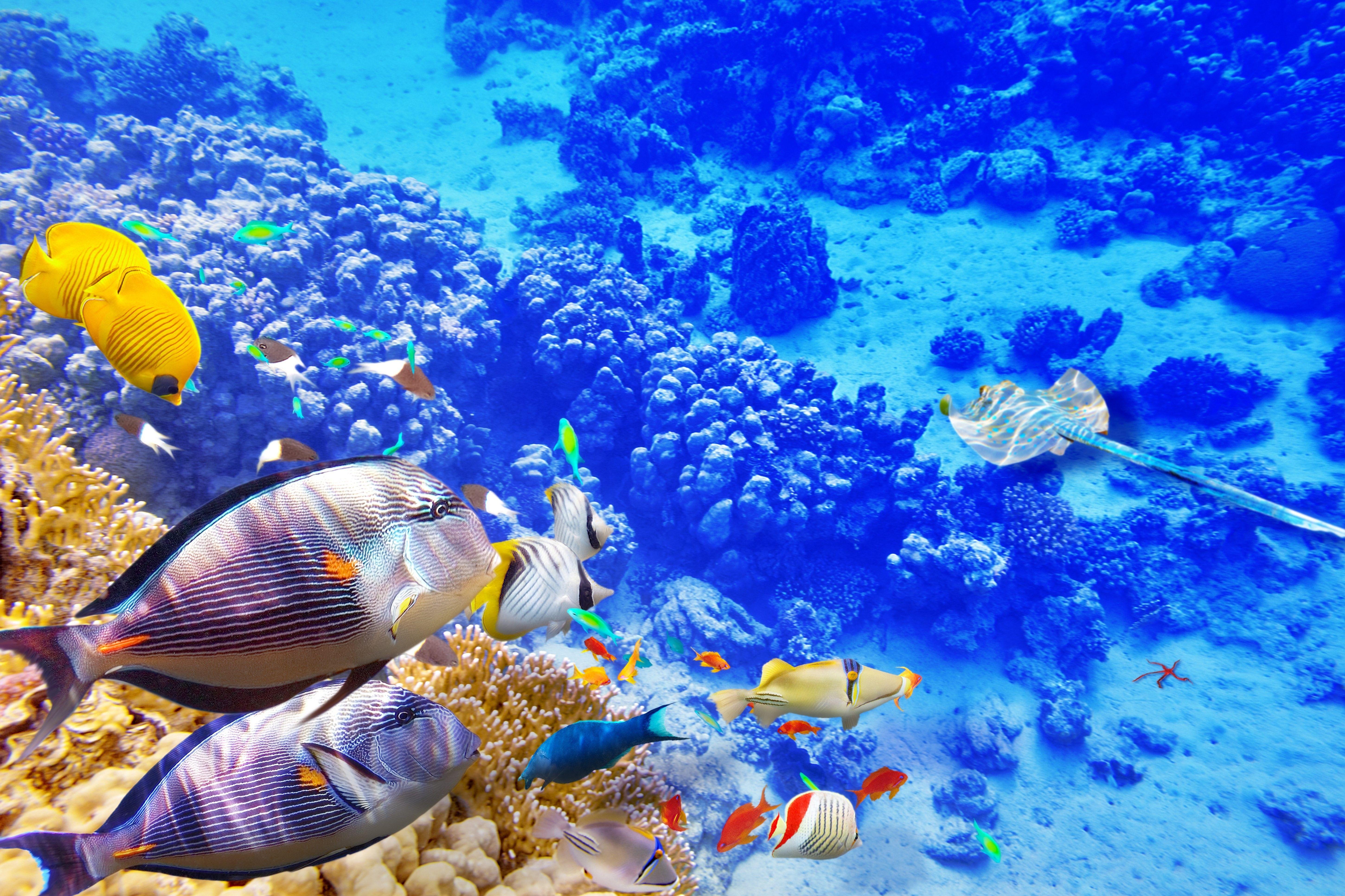 Fondo Marino Coral Reef Underwater World Nature Wallp - vrogue.co