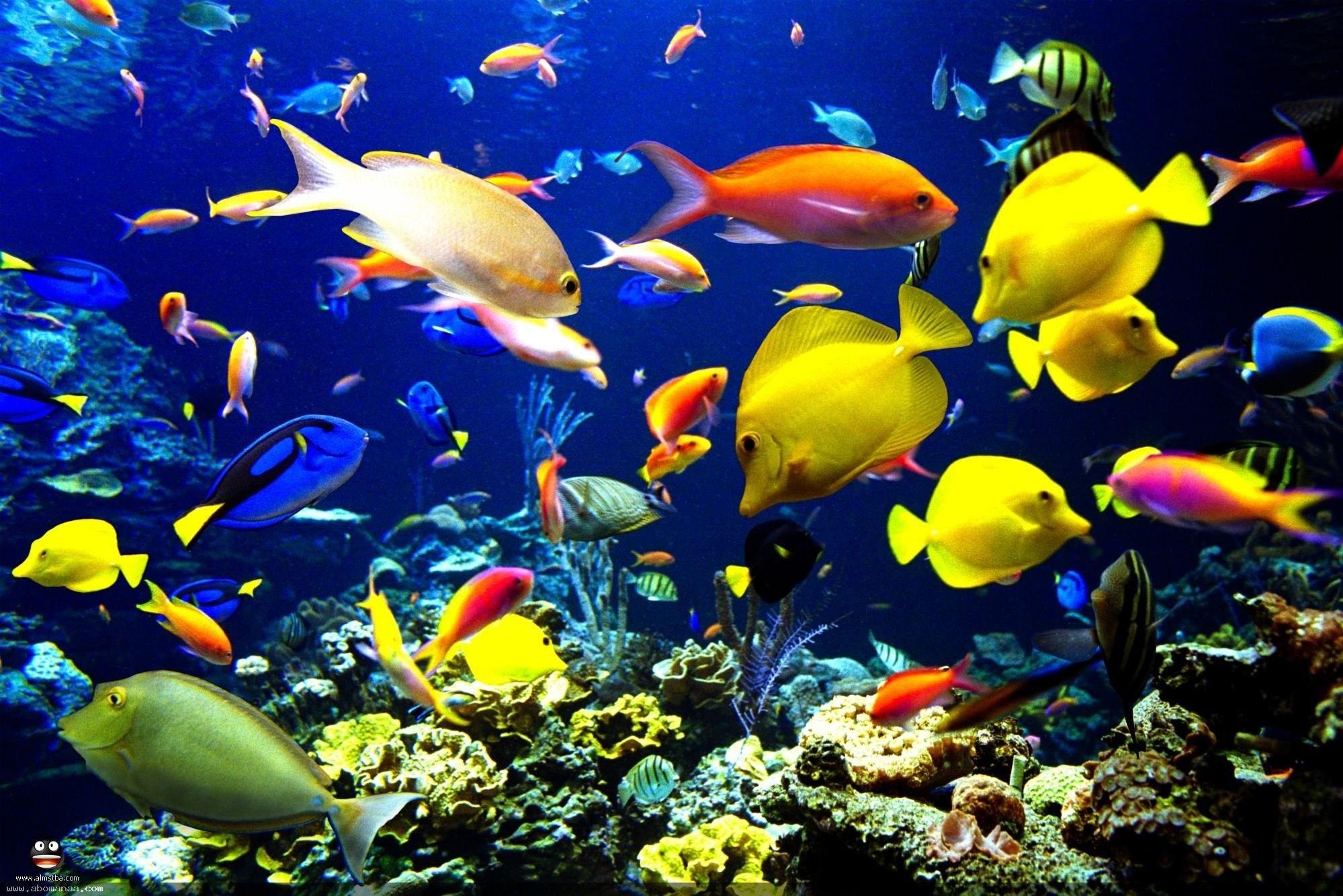Fishes: Reef Sea Underwater Ocean Tropical Fish Fishes Apple