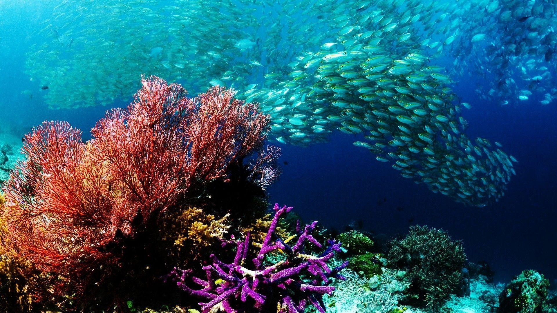 Animals fishes underwater water ocean sea colors school swim reef