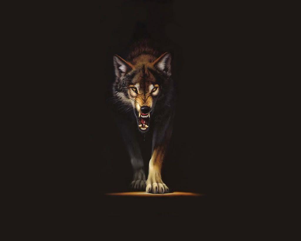 Wolf Wallpaper HD