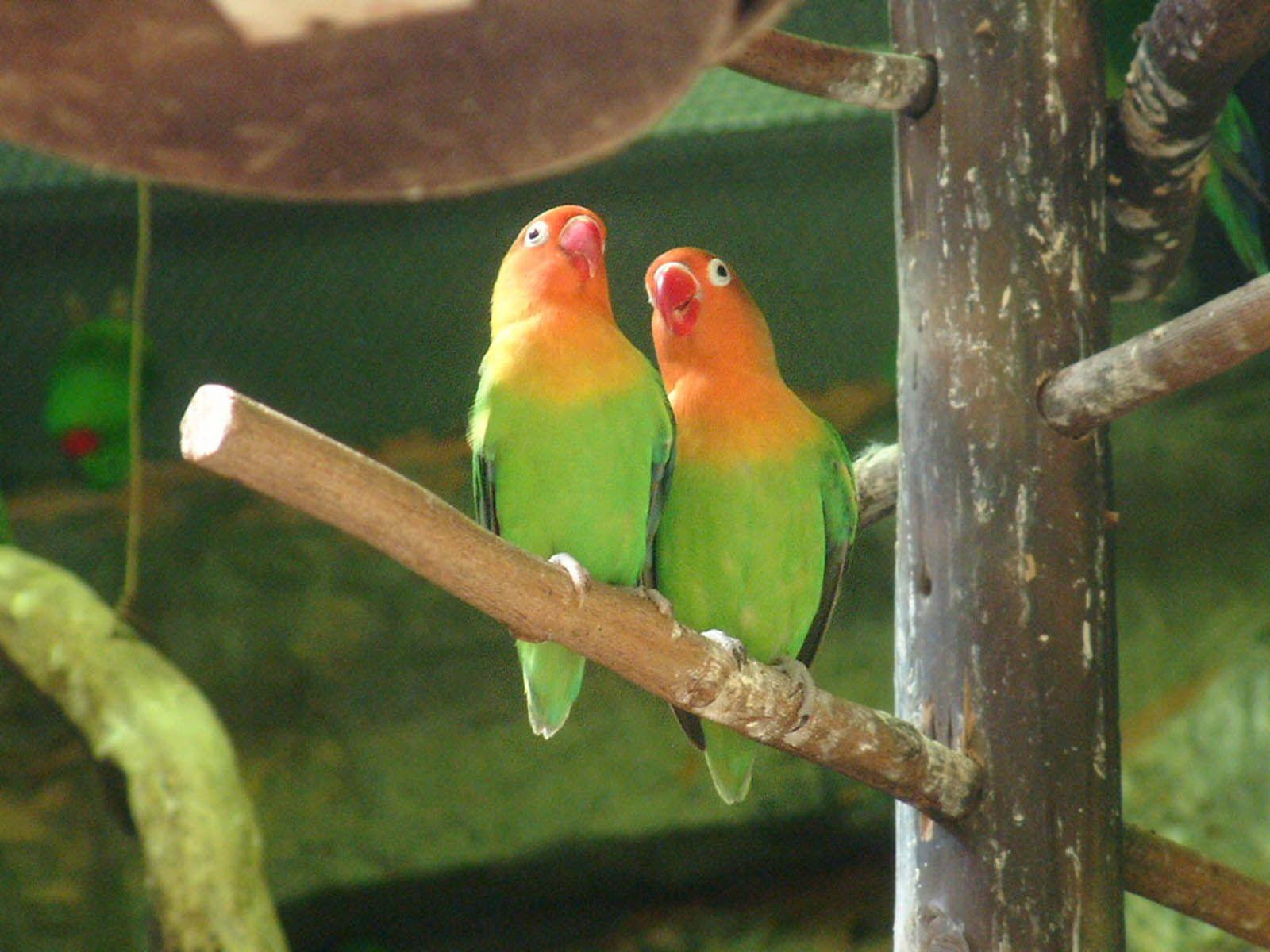 Love Birds Wallpaper