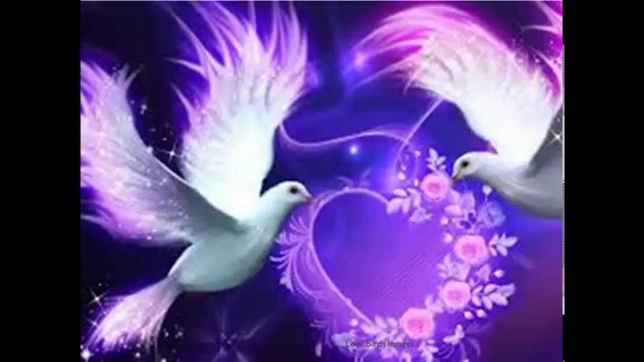 HD Love Birds Wallpaper