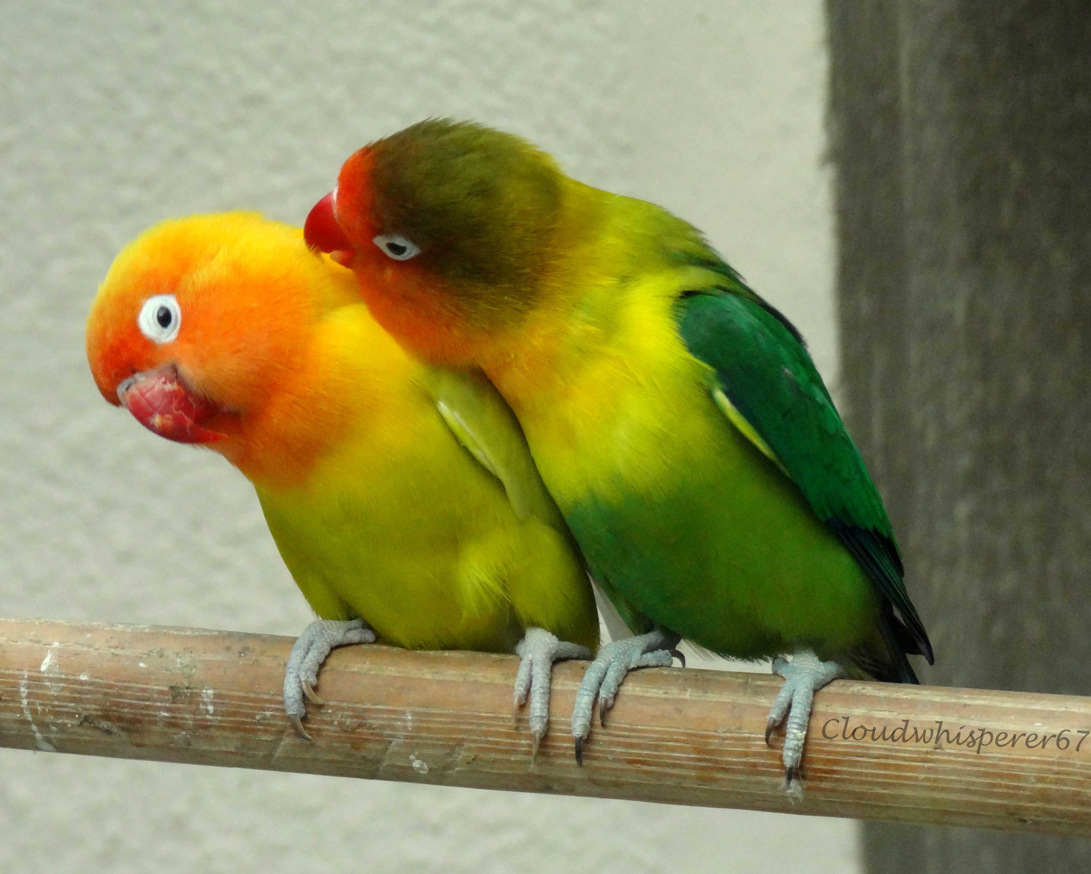 Lovebirds Love Birds Image Desktop High Quality For Pixatra.com