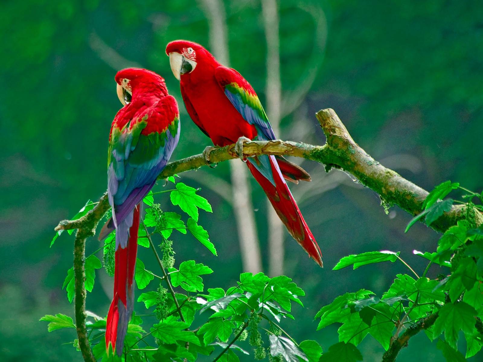 Red Love Birds Wallpaper image. Beautiful image HD Picture