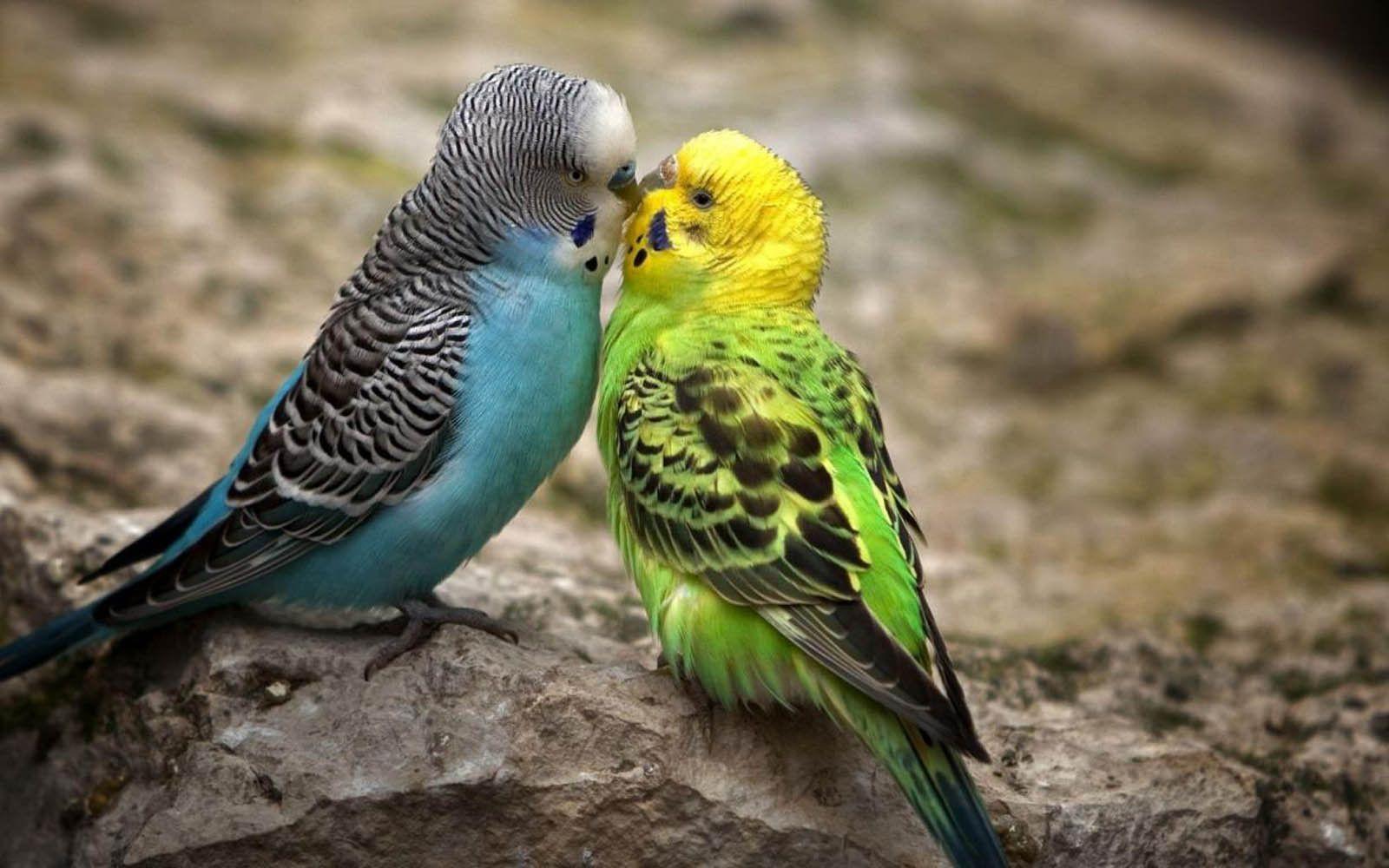 Cute Love Birds Wallpaper Free Desktop I HD Image Striking
