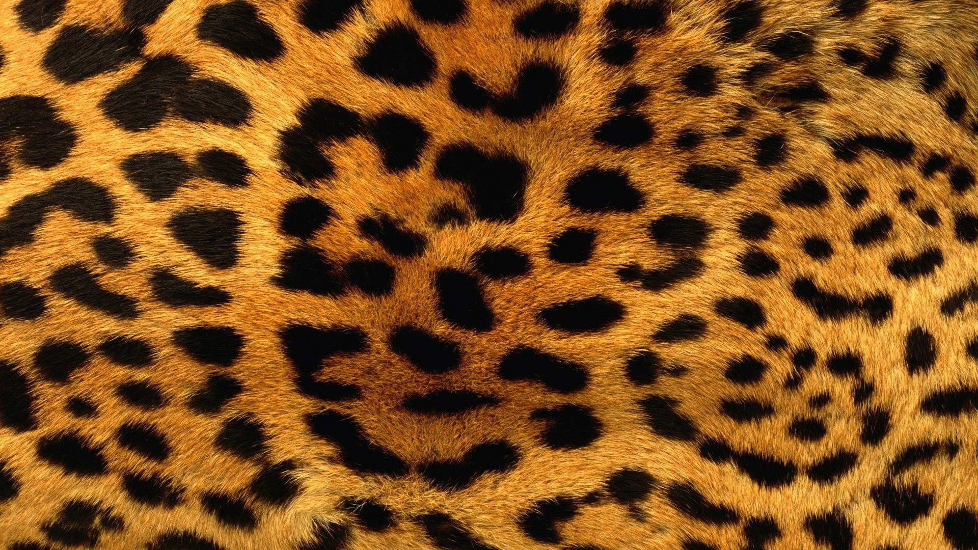 animals fur leopard print patterns 1920×1080 wallpaper download