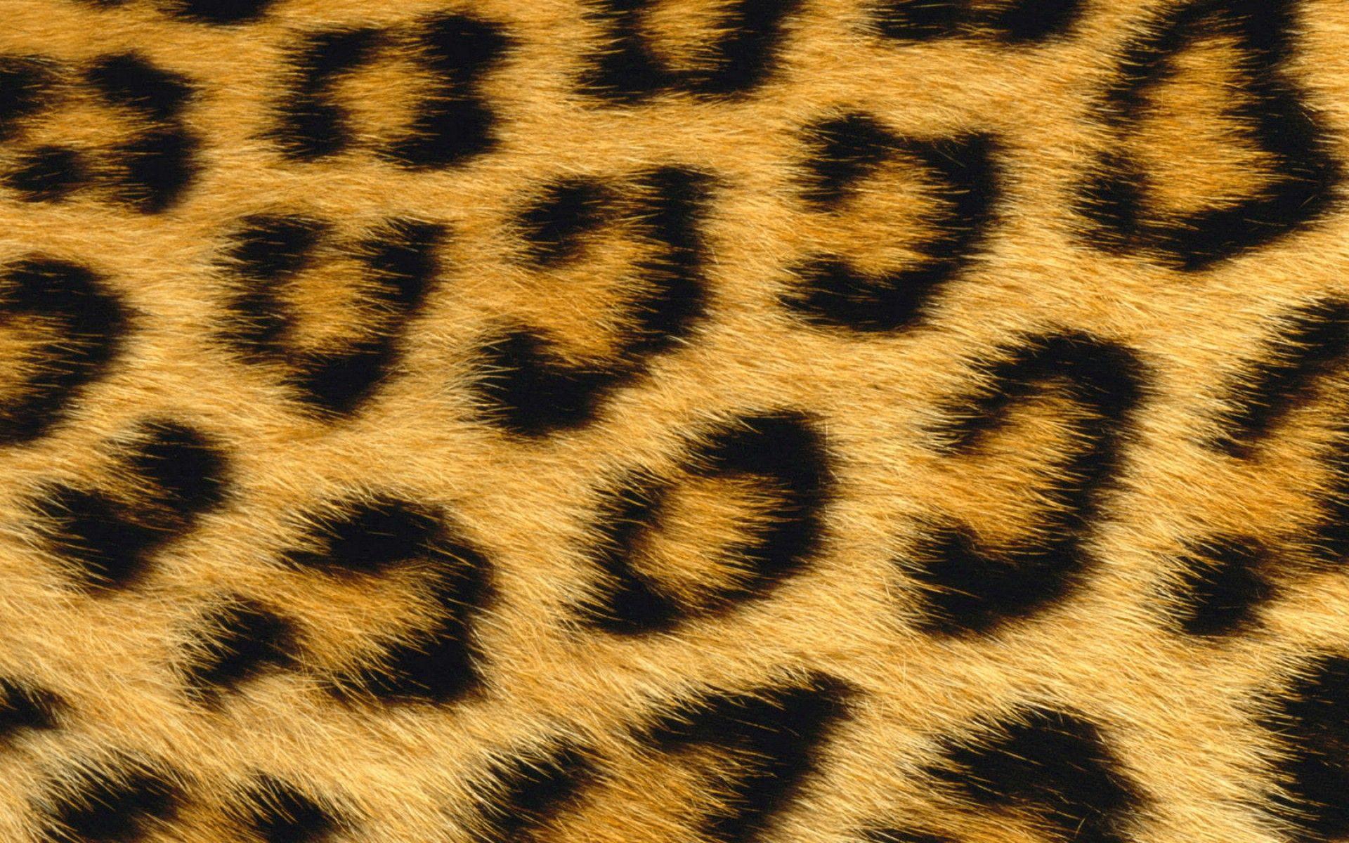 Leopard Skin Desktop Wallpaper