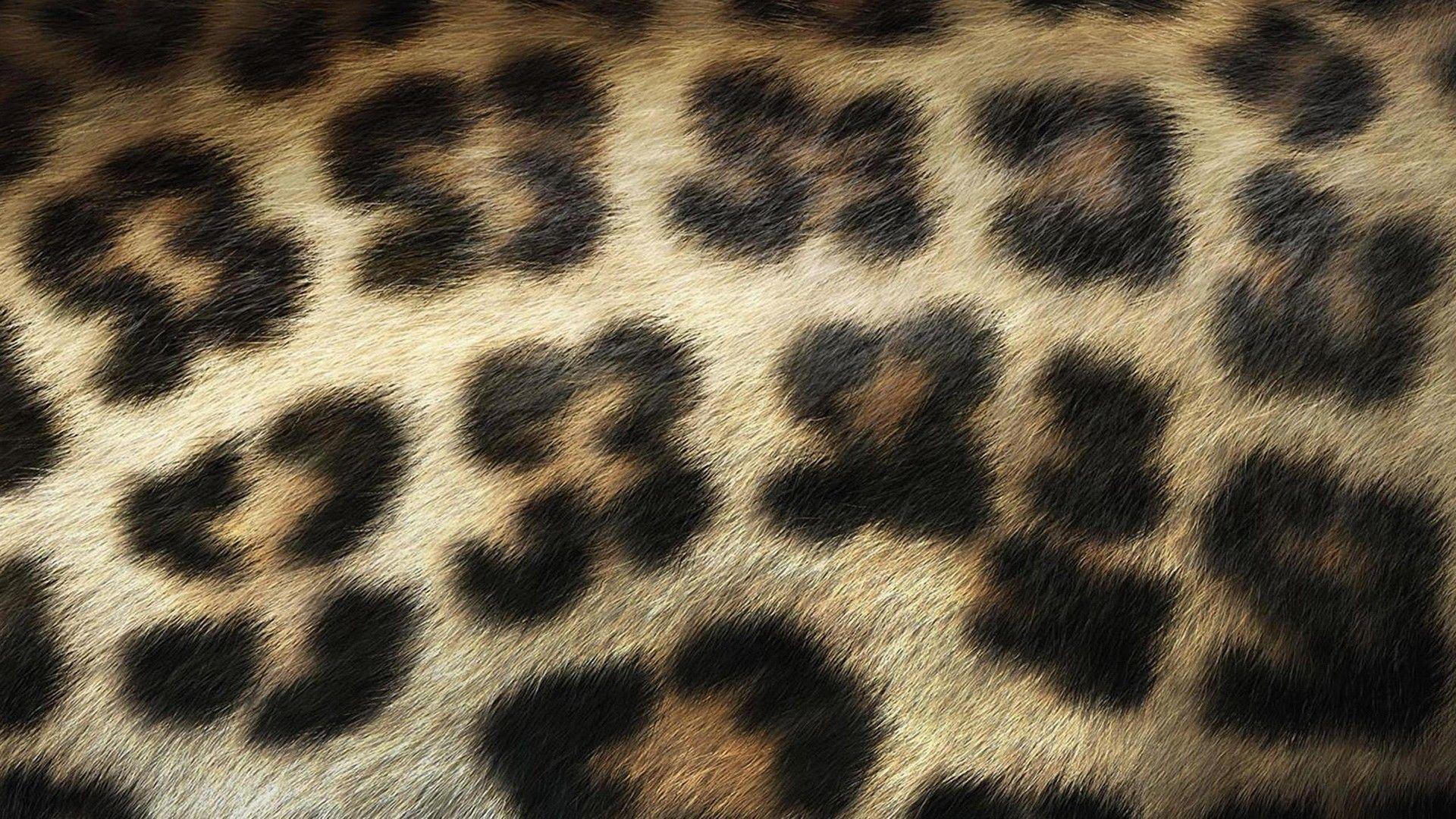 Leopard Print Wallpaper HD