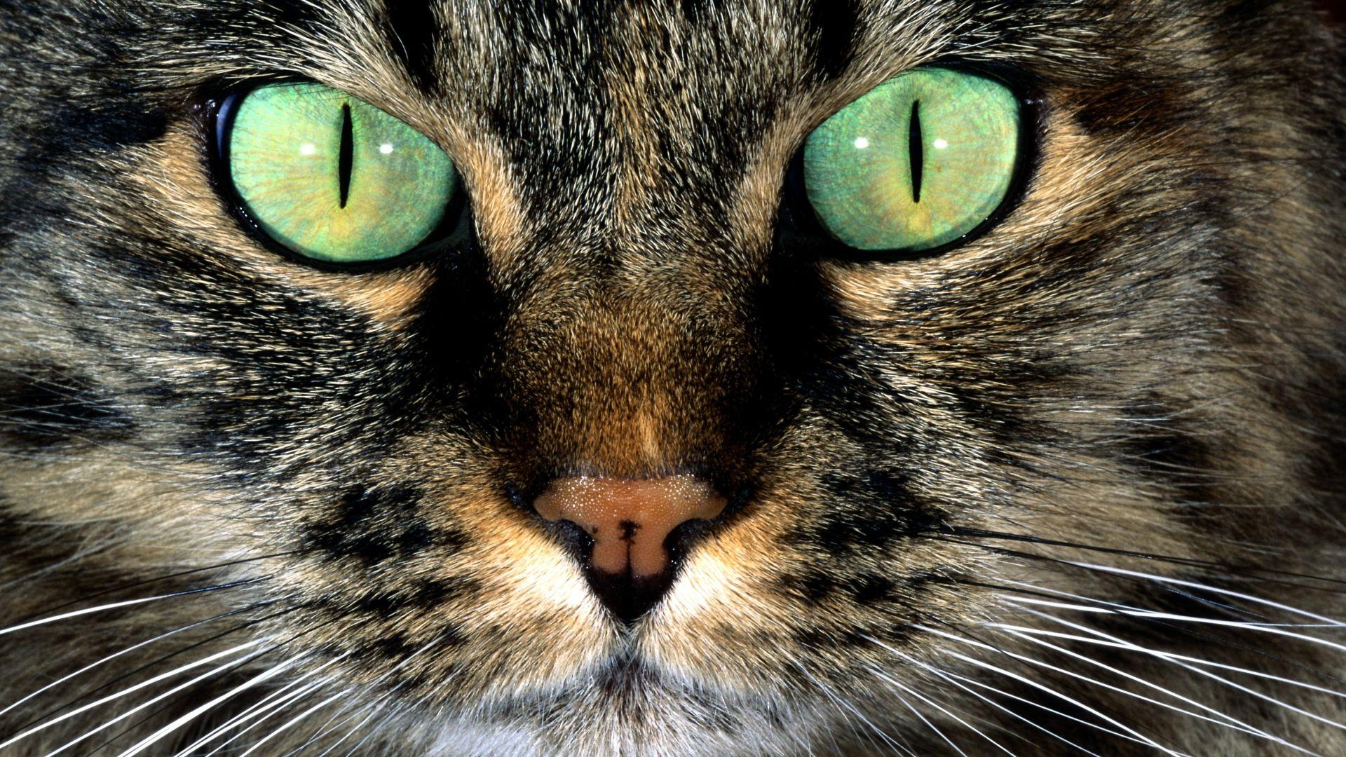 Download Wallpaper 1920x1080 cat, eyes, evil, furry, green Full HD