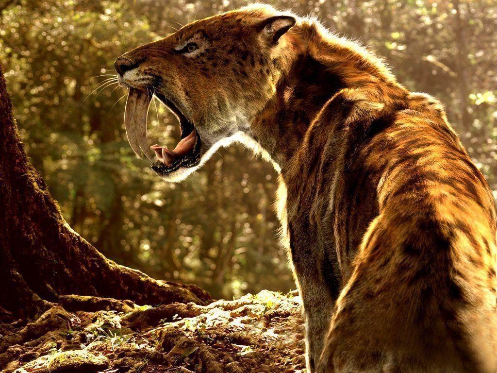 Best Saber Tooth Tiger Wallpaper FULL HD 1920×1080 For PC Background
